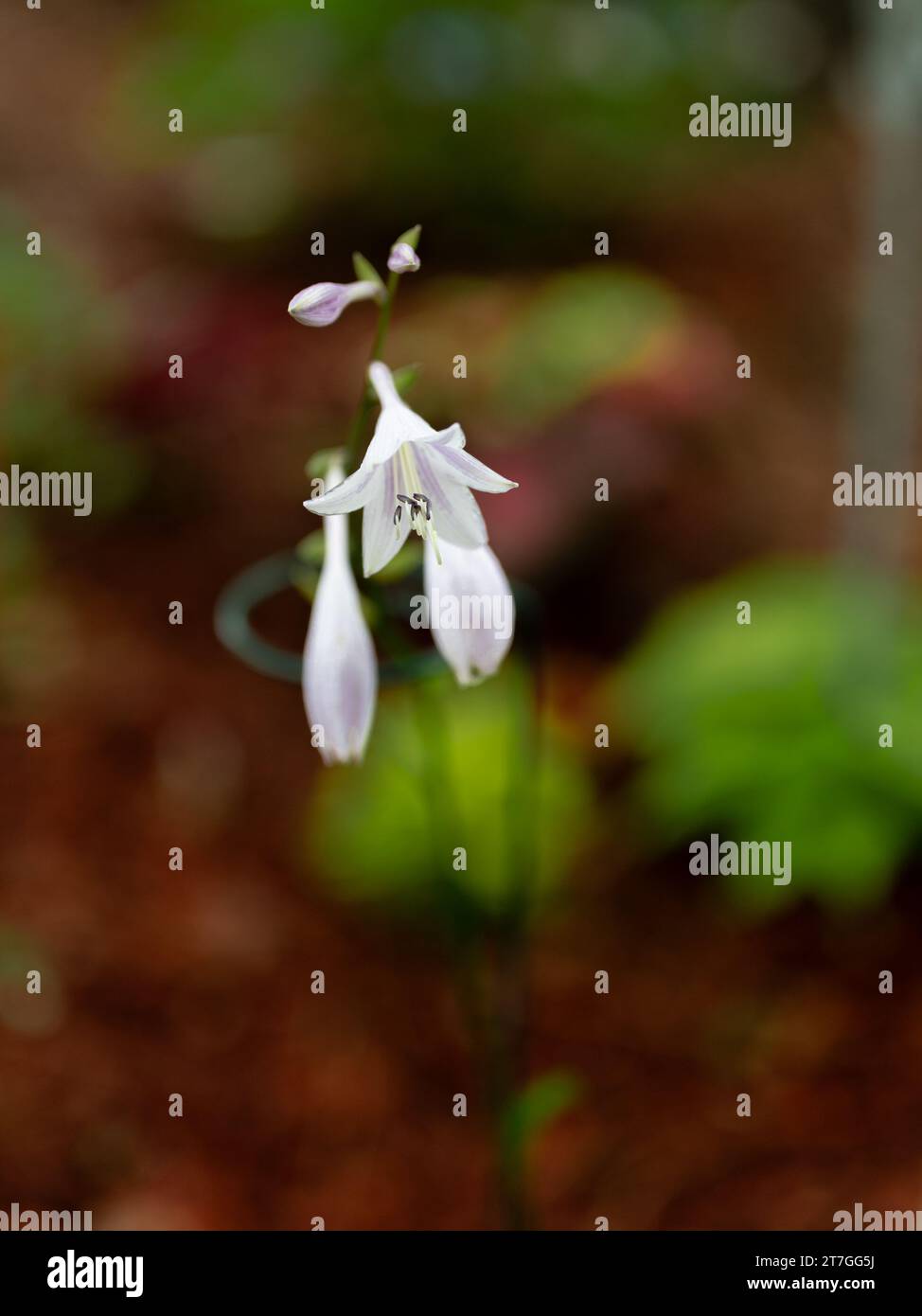 Fleurs blanches Hosta Guacamole fleurir ou fleurir dans un jardin. Banque D'Images