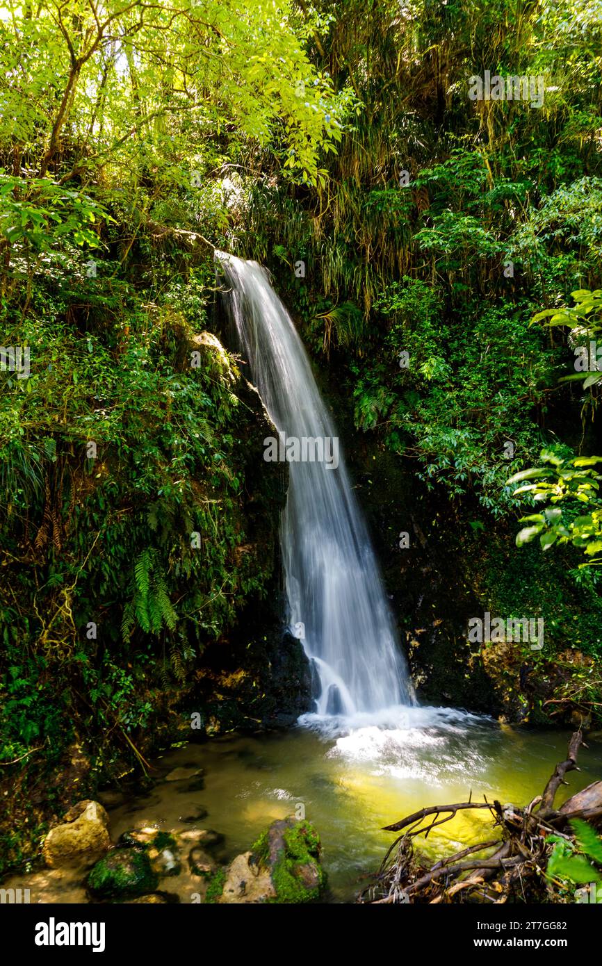 Les chutes McLaren, en fait de multiples cascades, sont situées sur la rivière Mangakarengo, près de Tauranga. Par temps chaud, beaucoup de gens nagent dans l'eau fraîche au Banque D'Images