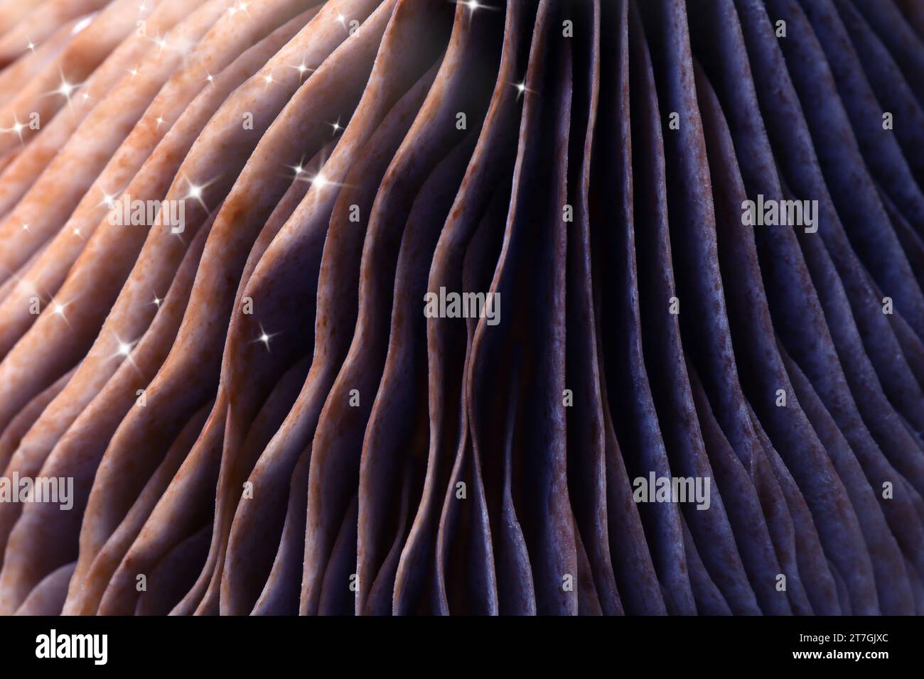 Champignon psilocybine frais, vue macro. Branchies de champignon magique avec des étoiles, couleur tonique Banque D'Images