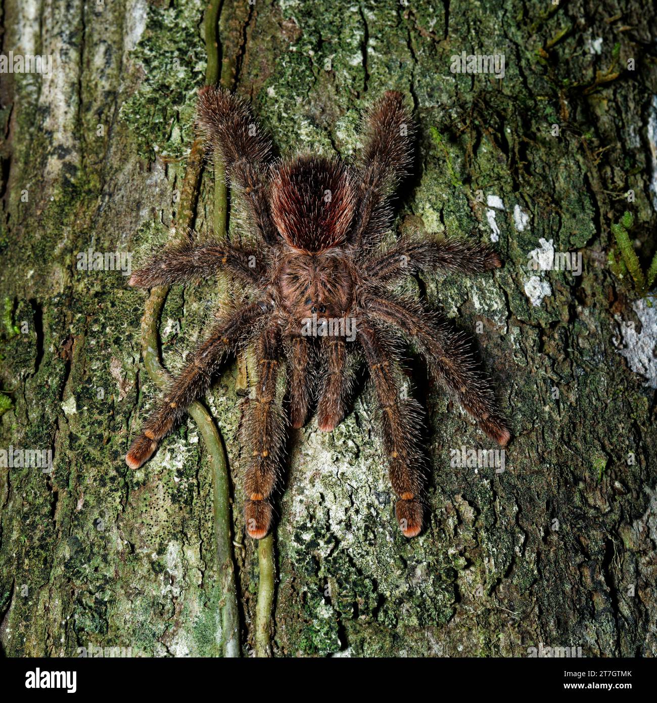 Une tarentule à pieds roses ou aux orteils roses sur un arbre la nuit dans la forêt amazonienne, réserve de Cuyabeno dans la région amazonienne entre l'Équateur et le Pérou. Banque D'Images