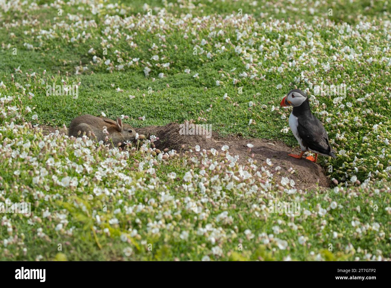 Macareux de l'Atlantique (Fratercula arctica) oiseau adulte observant un lapin parmi le campion de mer en fleurs, île de Skomer, pays de Galles, Royaume-Uni Banque D'Images