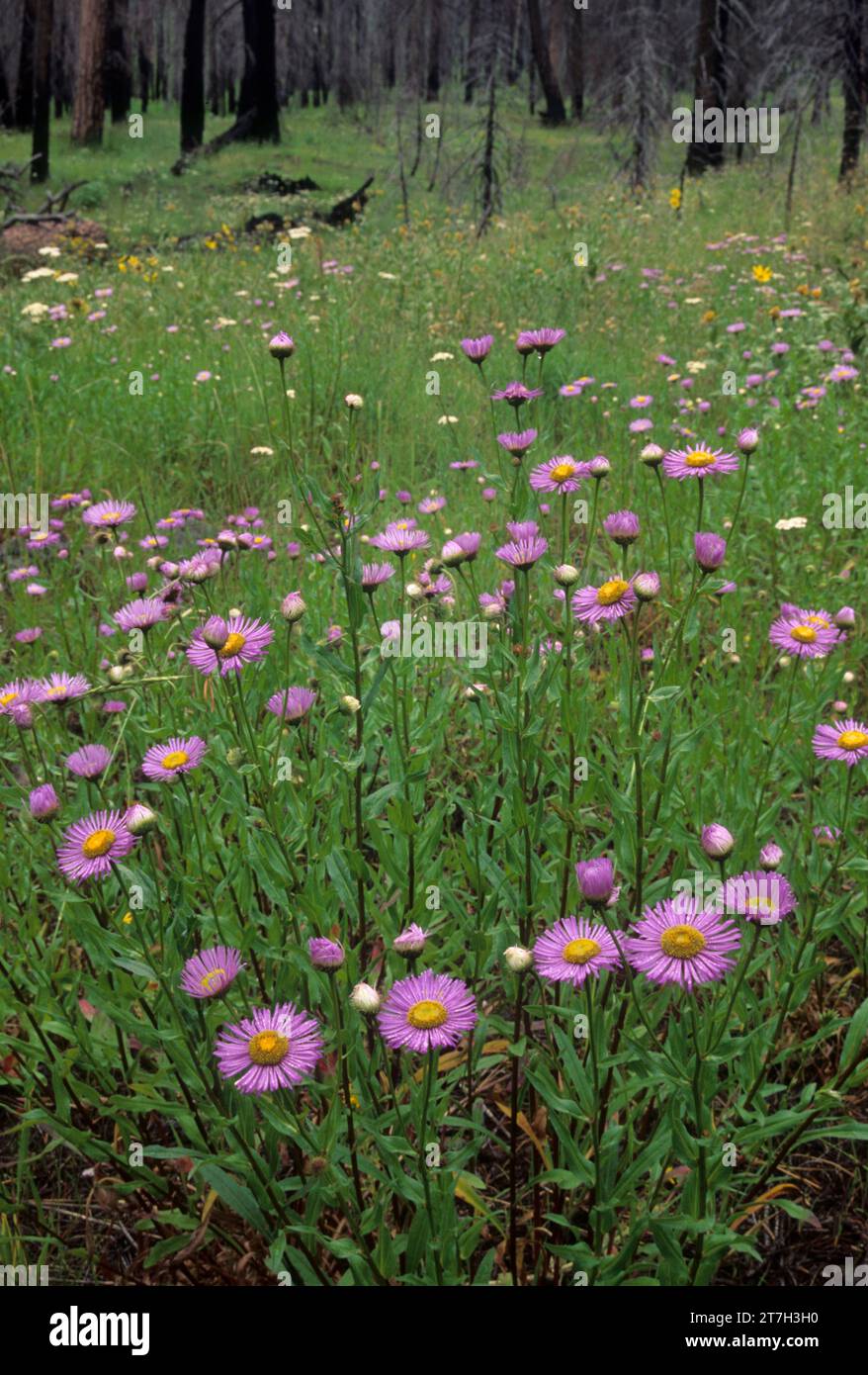Fleabane Imnaha, Wild and Scenic River, Eagle Cap Désert, Wallowa-Whitman National Forest, Virginia Banque D'Images