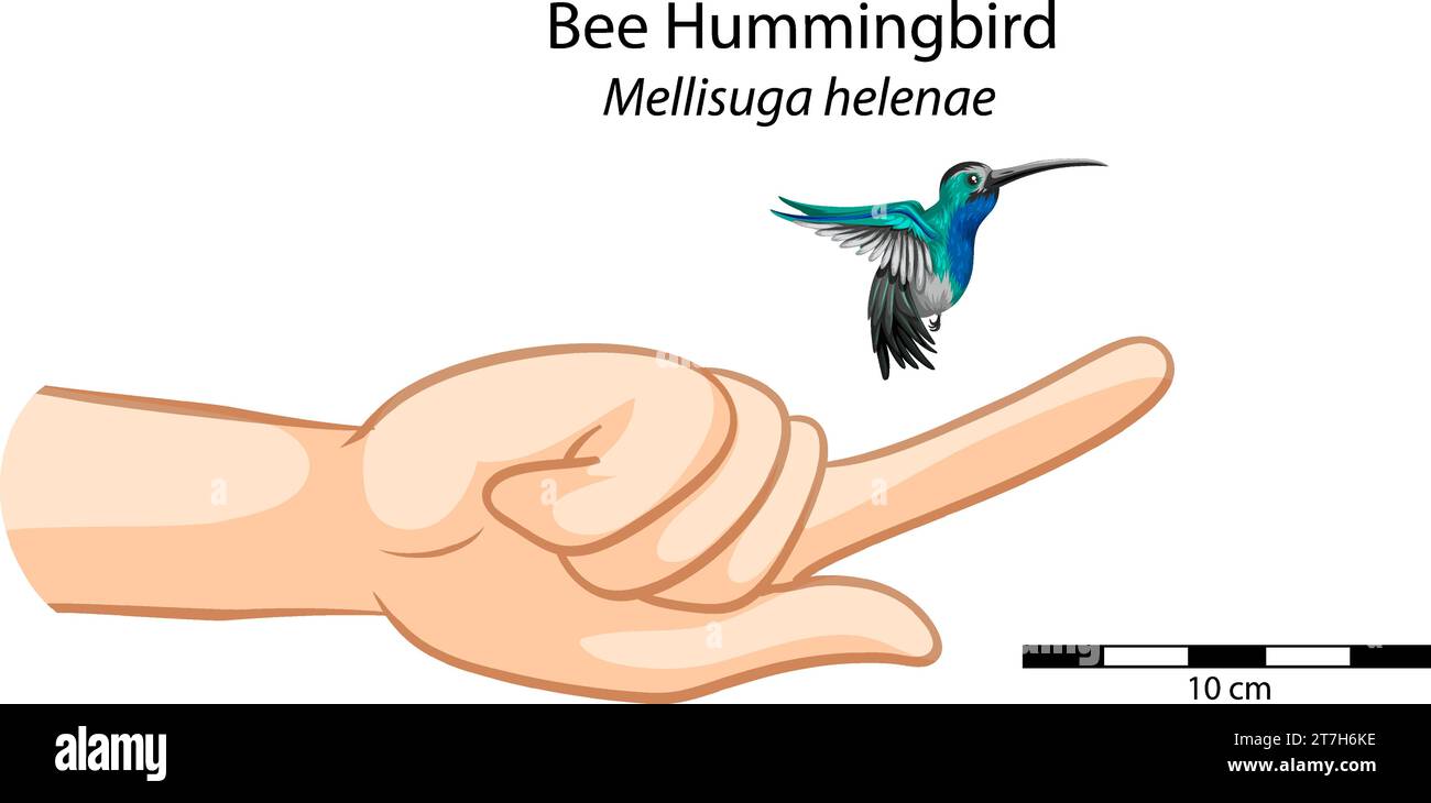 Taille de main humaine comparée à un colibri dans le ciel Illustration de Vecteur