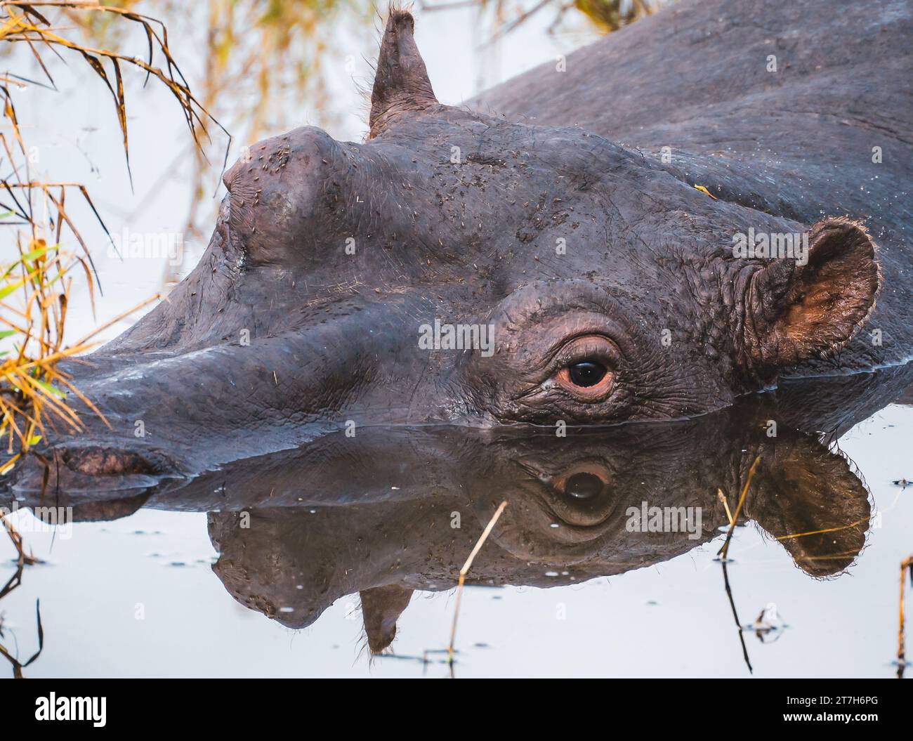 Hippopotamus sauvage gros plans dans le parc national Kruger, en Afrique du Sud Banque D'Images