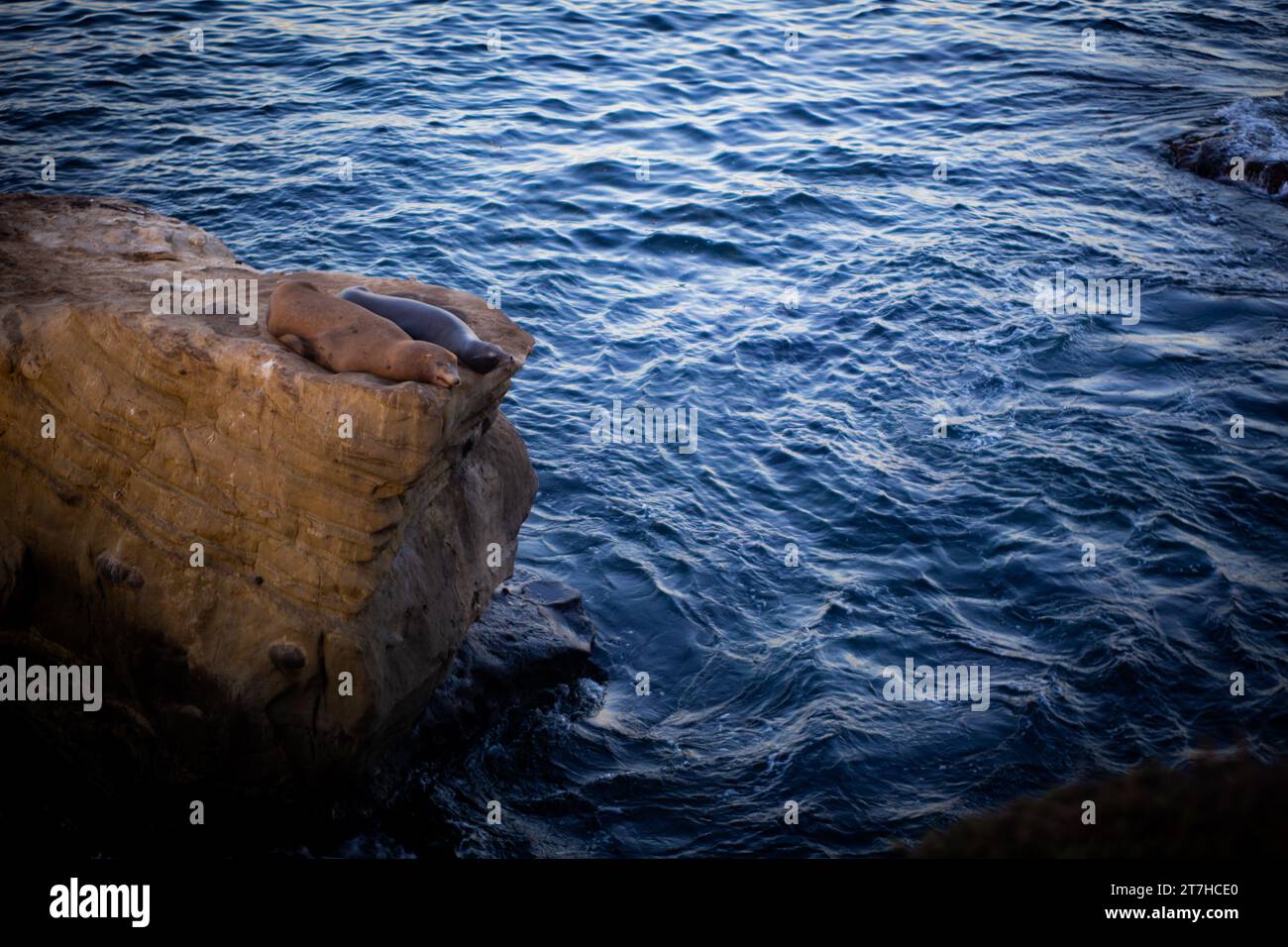 Deux lions de mer au repos sur le rocher reposant Banque D'Images