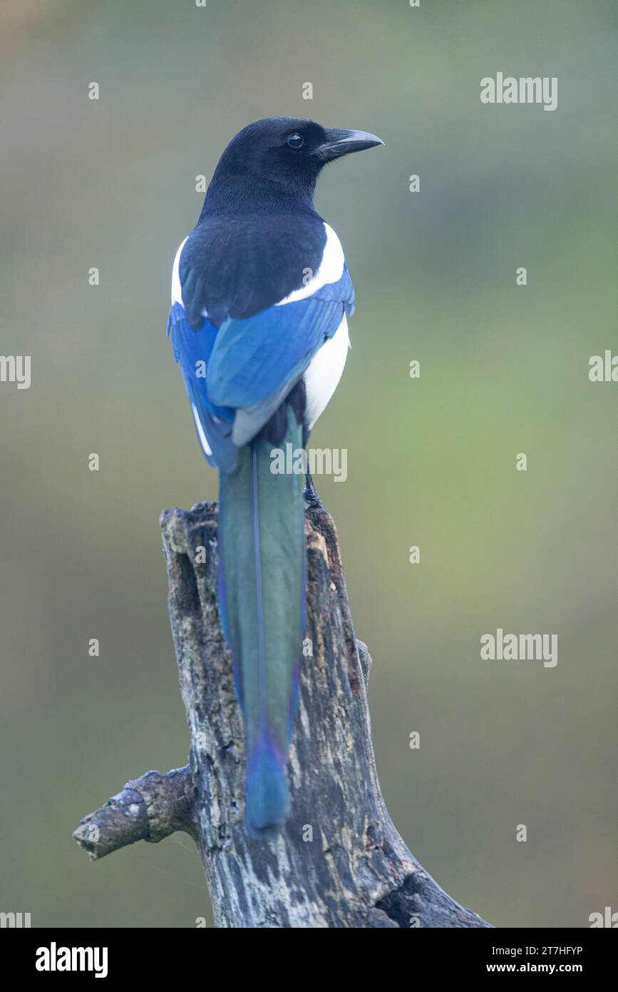 Magpie européenne Pica pica assis sur une branche morte Banque D'Images