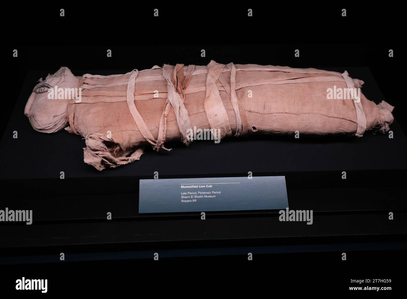 Sydney, Australie. 16 novembre 2023. Avant-première de l'exposition Ramsès & The Gold of the Pharaons au Musée australien, qui présente 182 objets inestimables, dont le sarcophage de Ramsès II - l'un des cercueils royaux les plus rares et les plus impressionnants de l'Égypte antique jamais découverts. Musée australien, Hintze Hall. 1 William Street, cnr College St, Sydney. Photo : Cub Lion momifié (période tardive, période ptolémaïque). Crédit : Richard Milnes/Alamy Live News Banque D'Images