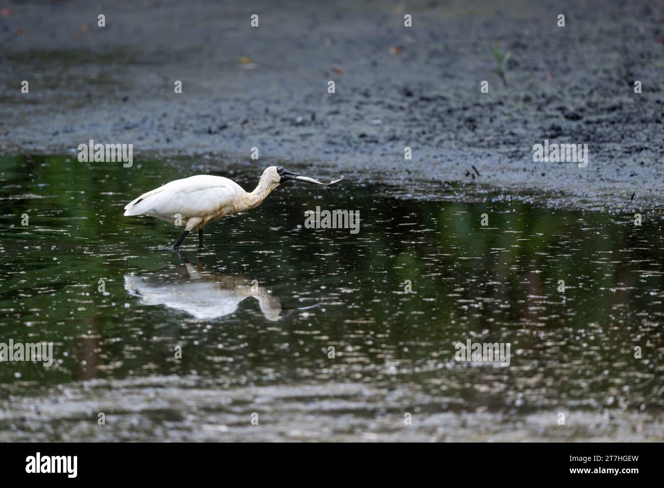 Un seul Royal Spoonbill avec un poisson récemment capturé dans son bec continue à ramollir le poisson entre les périodes d'essayer d'avaler le poisson. Banque D'Images