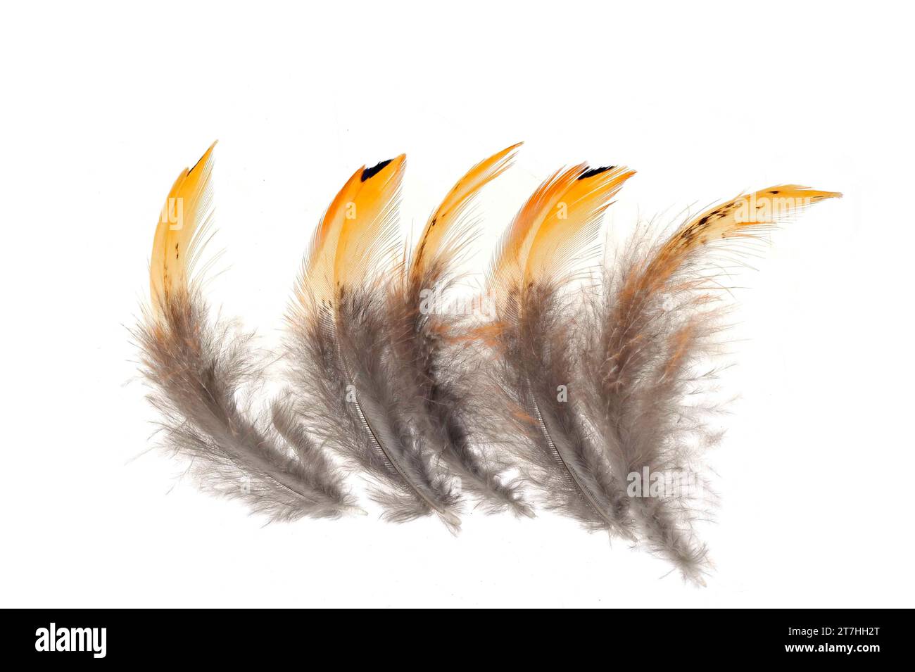 La texture des plumes de faisan Banque D'Images
