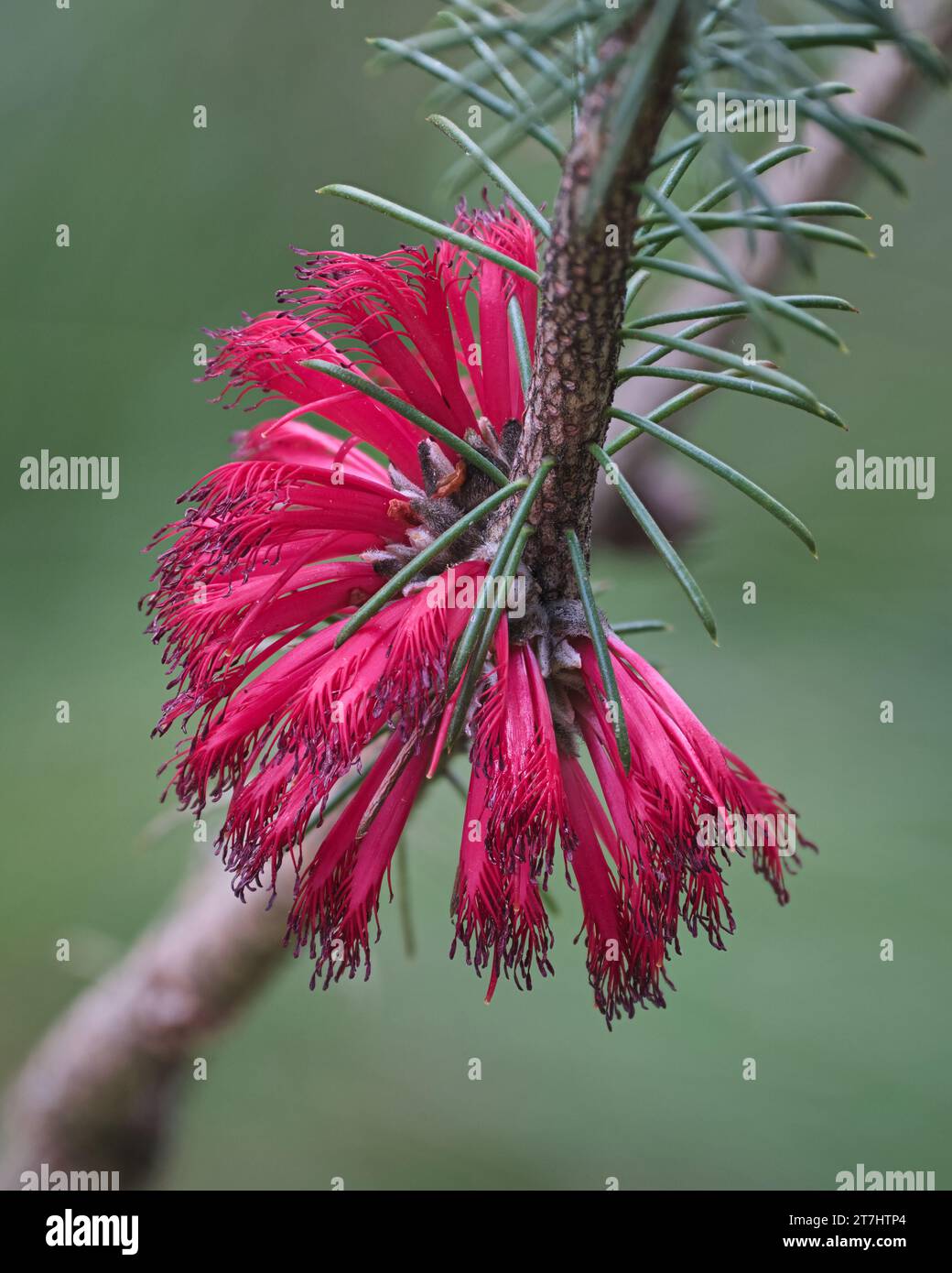 Calothamnus Quadrifidus gros plan Banque D'Images