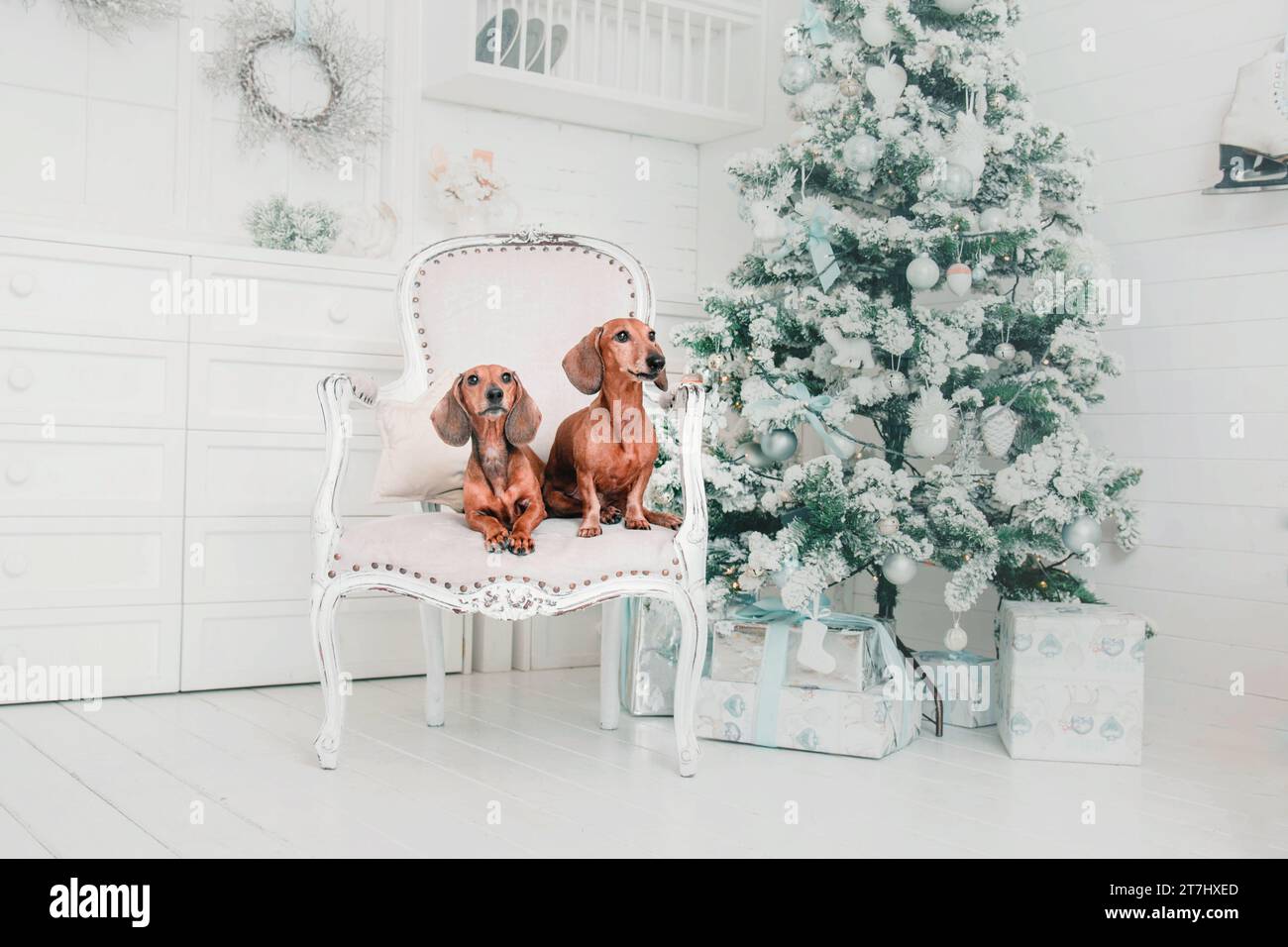 Chien de race Teckel. Bonne année, fêtes de Noël et célébration Banque D'Images