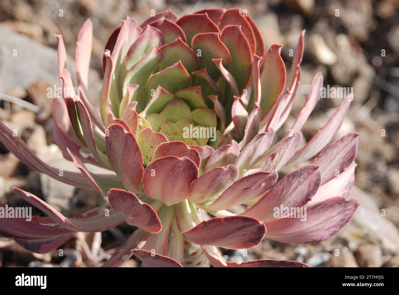 Bejeque sauvage canari. plante de la famille succulente. premier plan. succulente. Banque D'Images