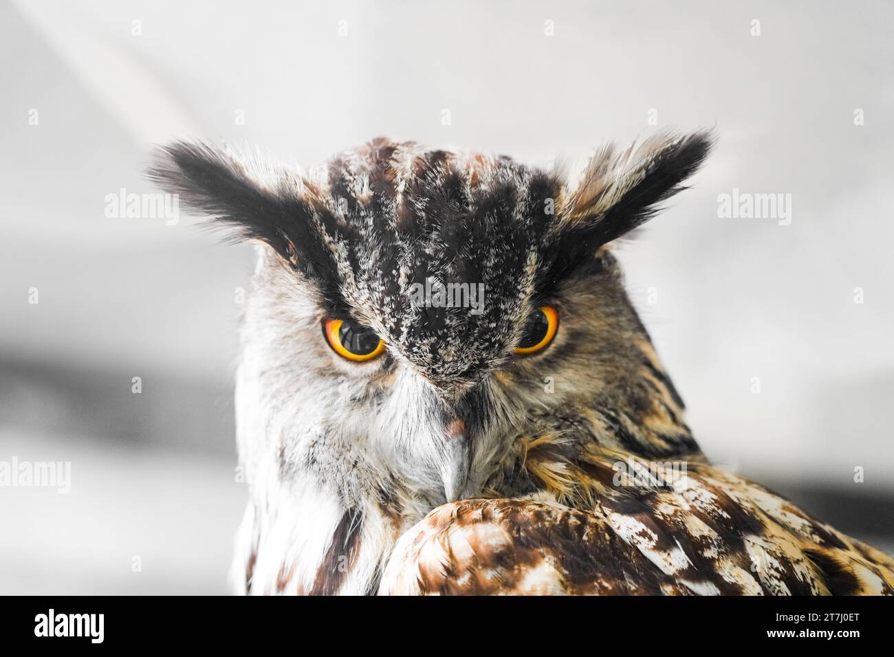 Portrait d'un hibou aigle. Oiseau en gros plan. Banque D'Images