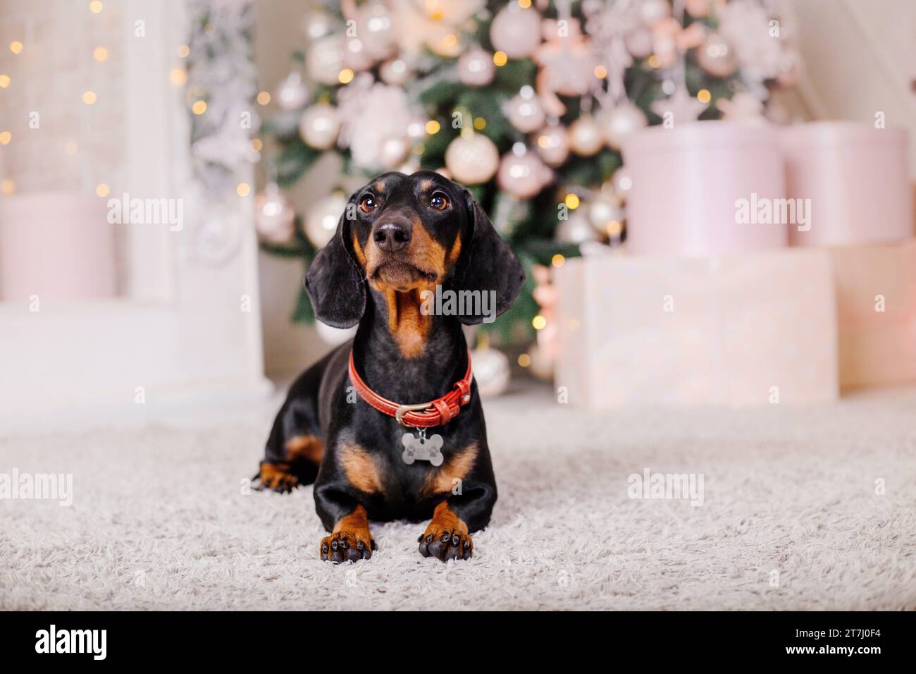 Chien de race Teckel. Bonne année, fêtes de Noël et célébration Photo