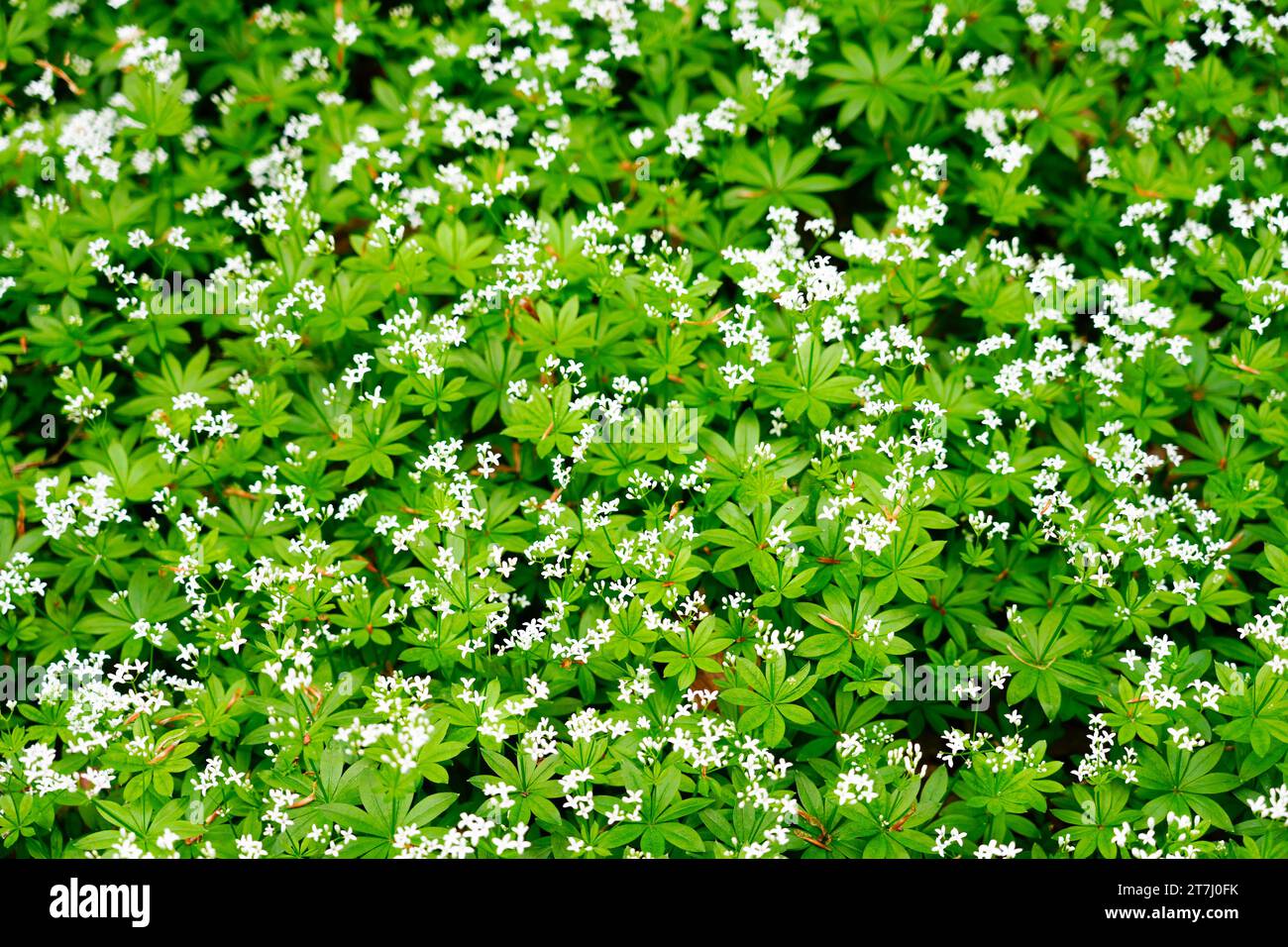 Fleurs de woodruff blanches. Gros plan de plantes à fleurs. Galium odoratum. Banque D'Images
