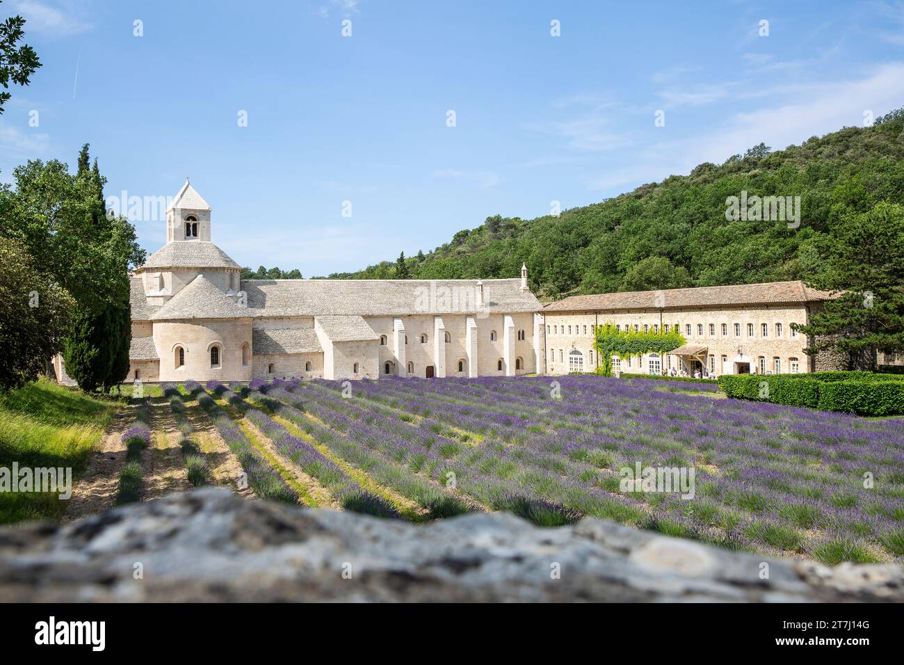 Champs de lavande en face de notre-Dame de Sénanque, monastère de l'ordre cistercien sur la commune de Gordes dans le Vaucluse Banque D'Images