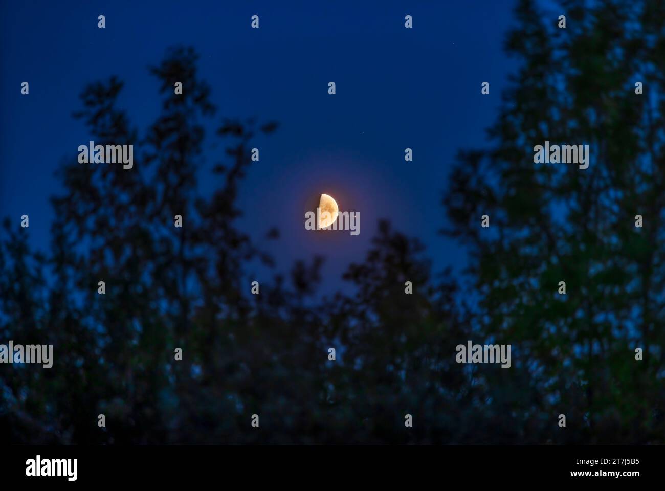 Le 24 août 2023, la lune gibbeuse à la cire a occulté l'étoile brillante Antares dans Scorpius. C'est la scène environ 30 minutes après la réapparition de l'étoile Banque D'Images