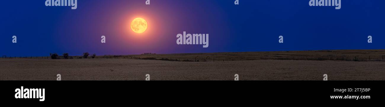 La « Super Blue Moon » du 30 août 2023 se levant au-dessus d'un champ de blé encore à récolter dans le sud de l'Alberta, dans la nuit du 30 août 2023. C'était t Banque D'Images