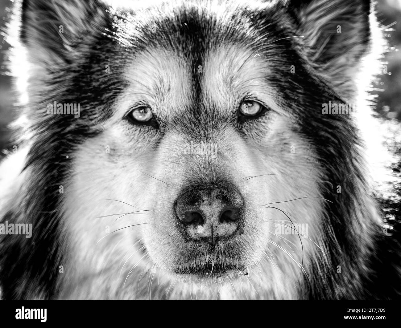 Alaskan malamute gros plan de la tête Banque D'Images