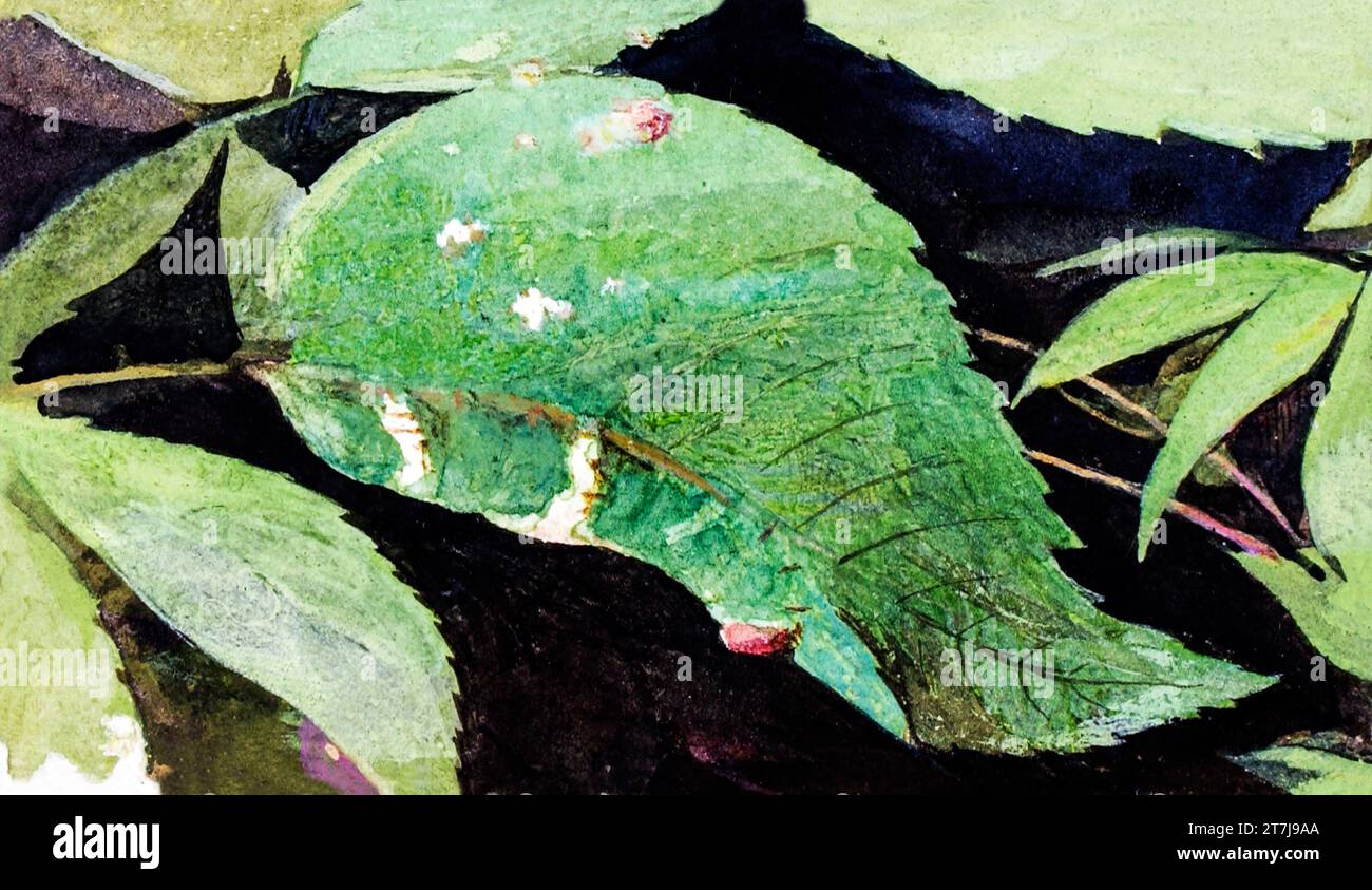 White Birch Leaf Edge Caterpillar, étude pour livre dissimuler la coloration dans la peinture Animal Kingdom en haute résolution par Abbott Handerson Thayer Banque D'Images