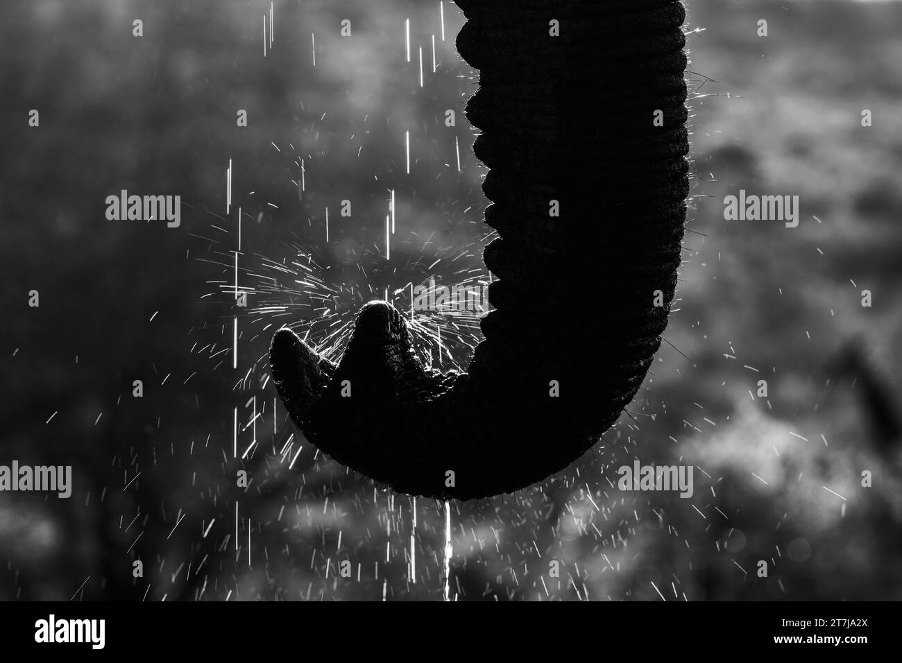 Photo à contraste élevé de tronc d'éléphant d'Afrique avec des étincelles d'eau Banque D'Images