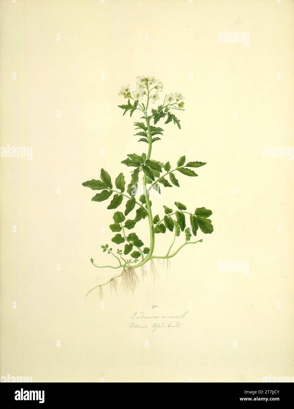 August Rokert Cardamine Amara L - herbe mousse amère. Aquarelle 1835-1855, 1835/1855 Banque D'Images
