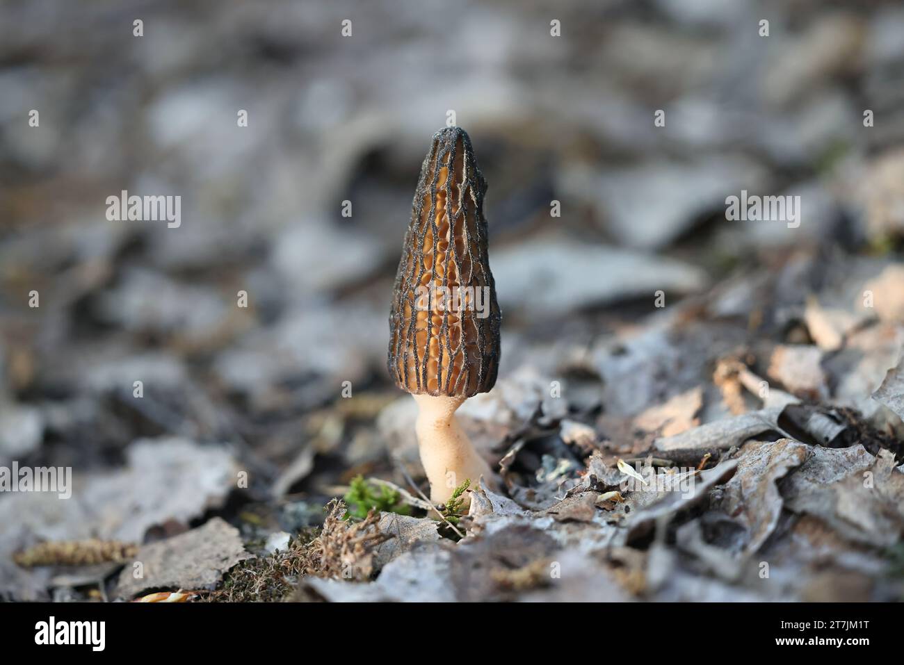 Morchella elata, un champignon printanier comestible communément appelé morille noire, poussant à l'état sauvage en Finlande Banque D'Images