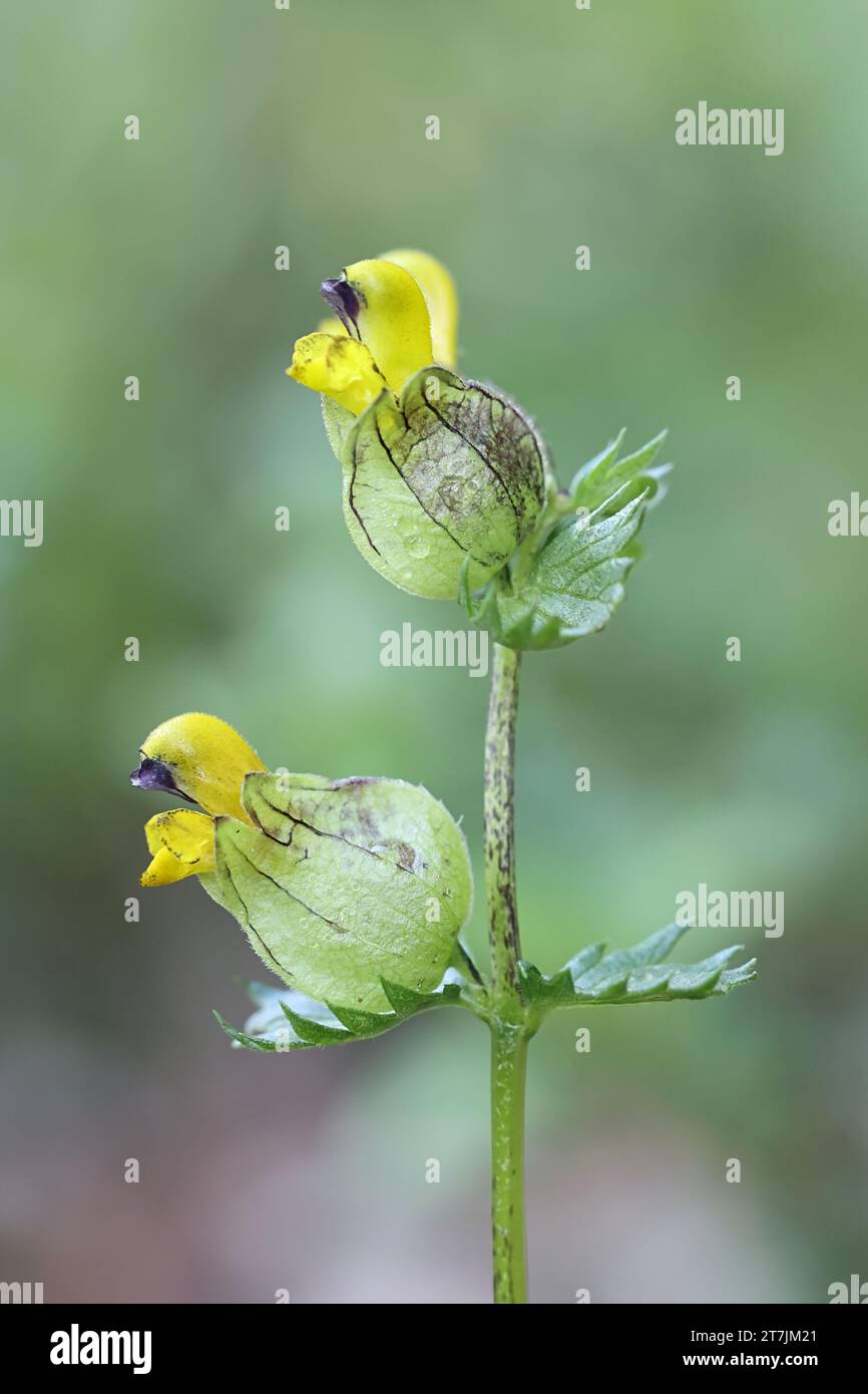 Rhinanthus angustifolius, communément connu sous le nom de Rattle à feuilles étroites ou Rattle jaune, fleur sauvage de Finlande Banque D'Images