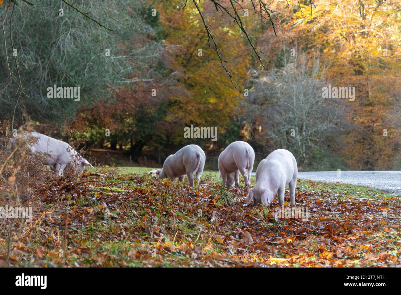 Saison des pannages lorsque les porcs domestiques parcourent la New Forest en automne pour manger des glands et des noix (les glands sont toxiques pour les poneys), novembre, Angleterre, Royaume-Uni Banque D'Images