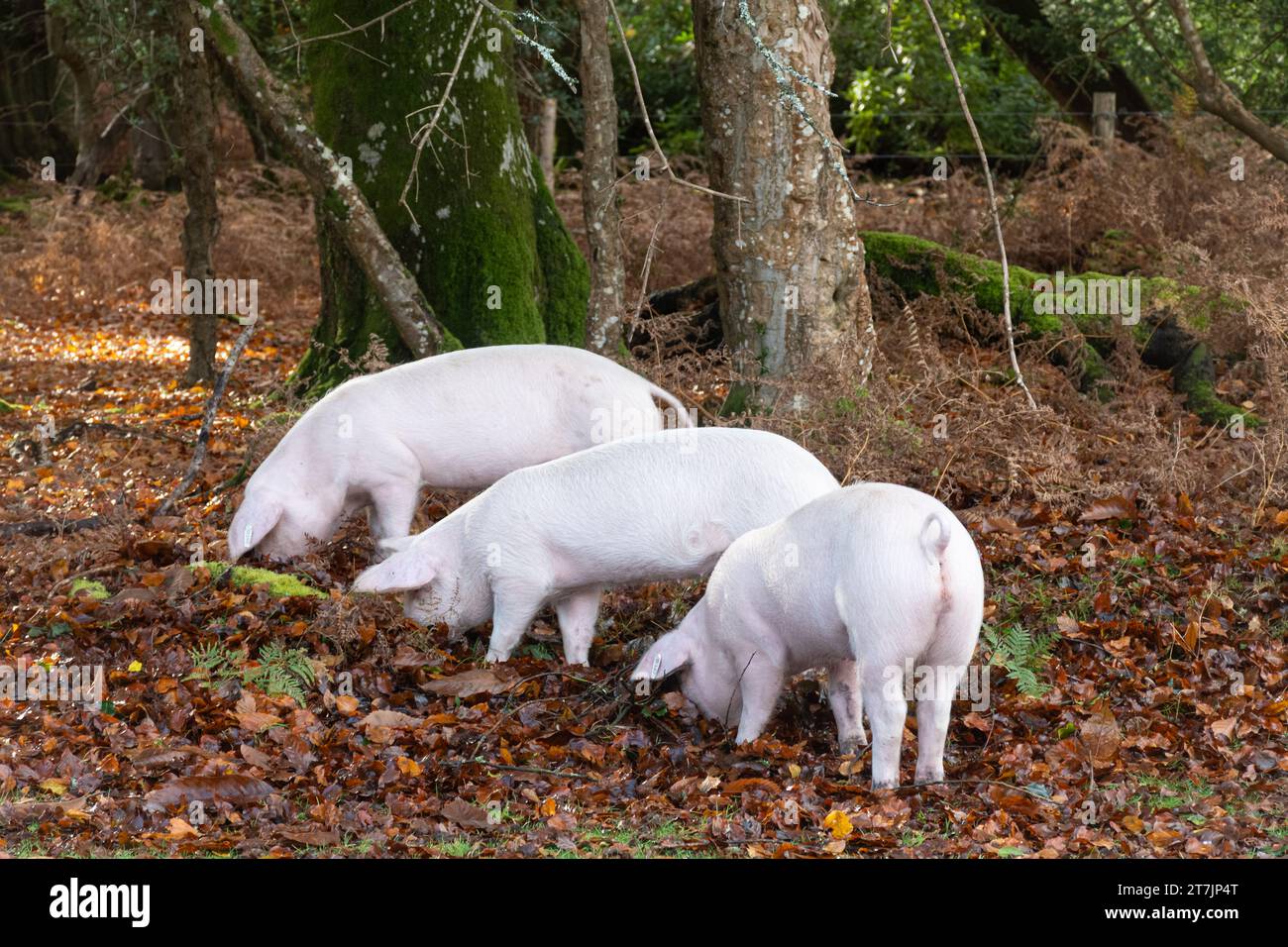 Saison des pannages lorsque les porcs domestiques parcourent la New Forest en automne pour manger des glands et des noix (les glands sont toxiques pour les poneys), novembre, Angleterre, Royaume-Uni Banque D'Images