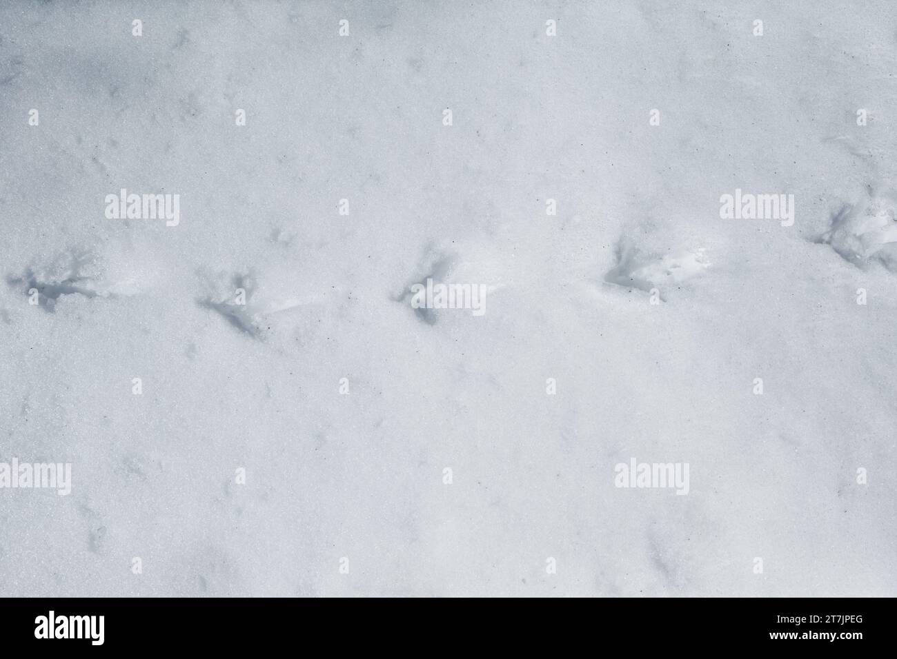 Traces de neige du faisan commun (Phasianus colchicus) Banque D'Images
