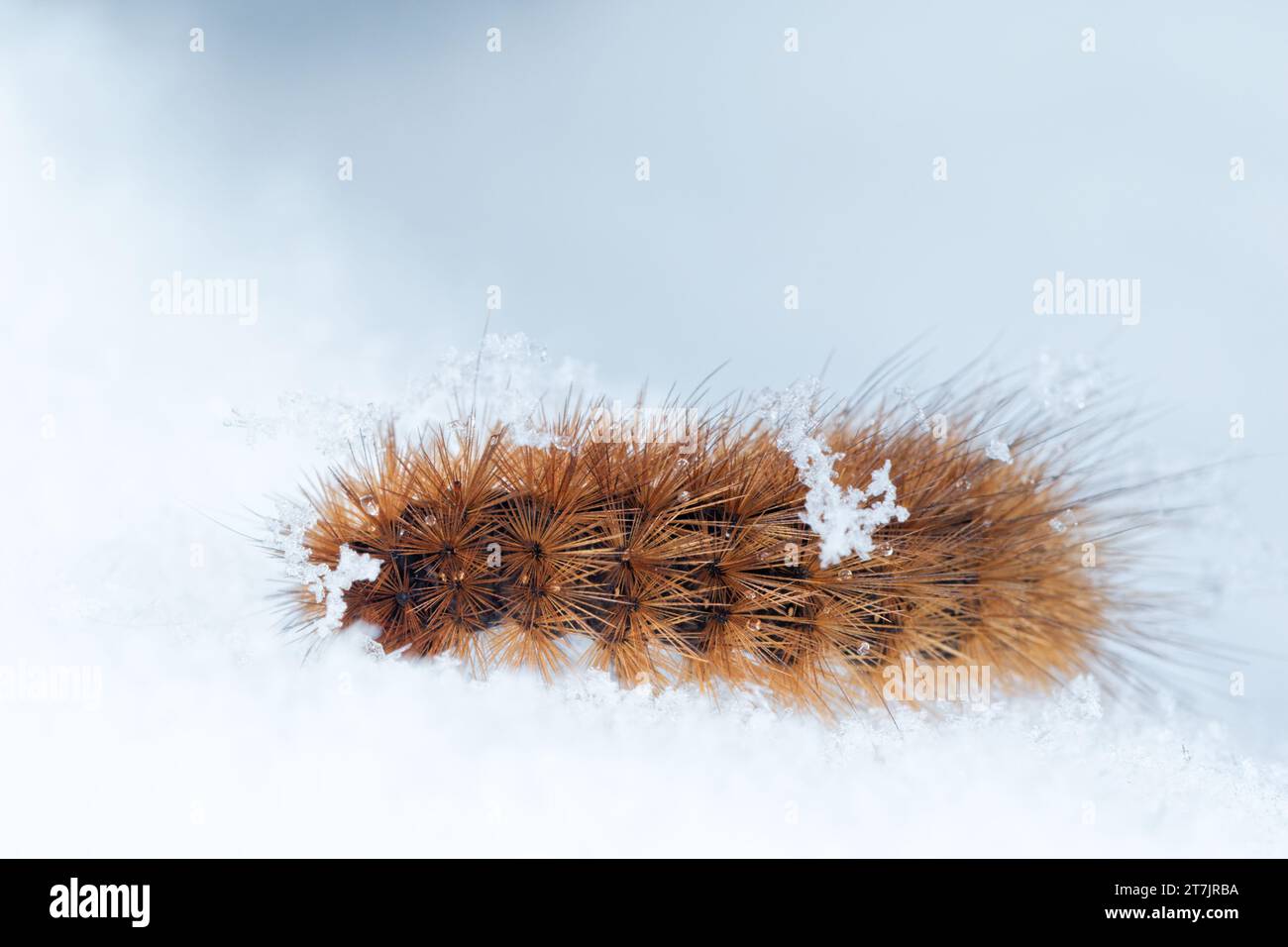 chenille du tigre rubis (Phragmatobia fuliginosa) marchant sur la neige Banque D'Images