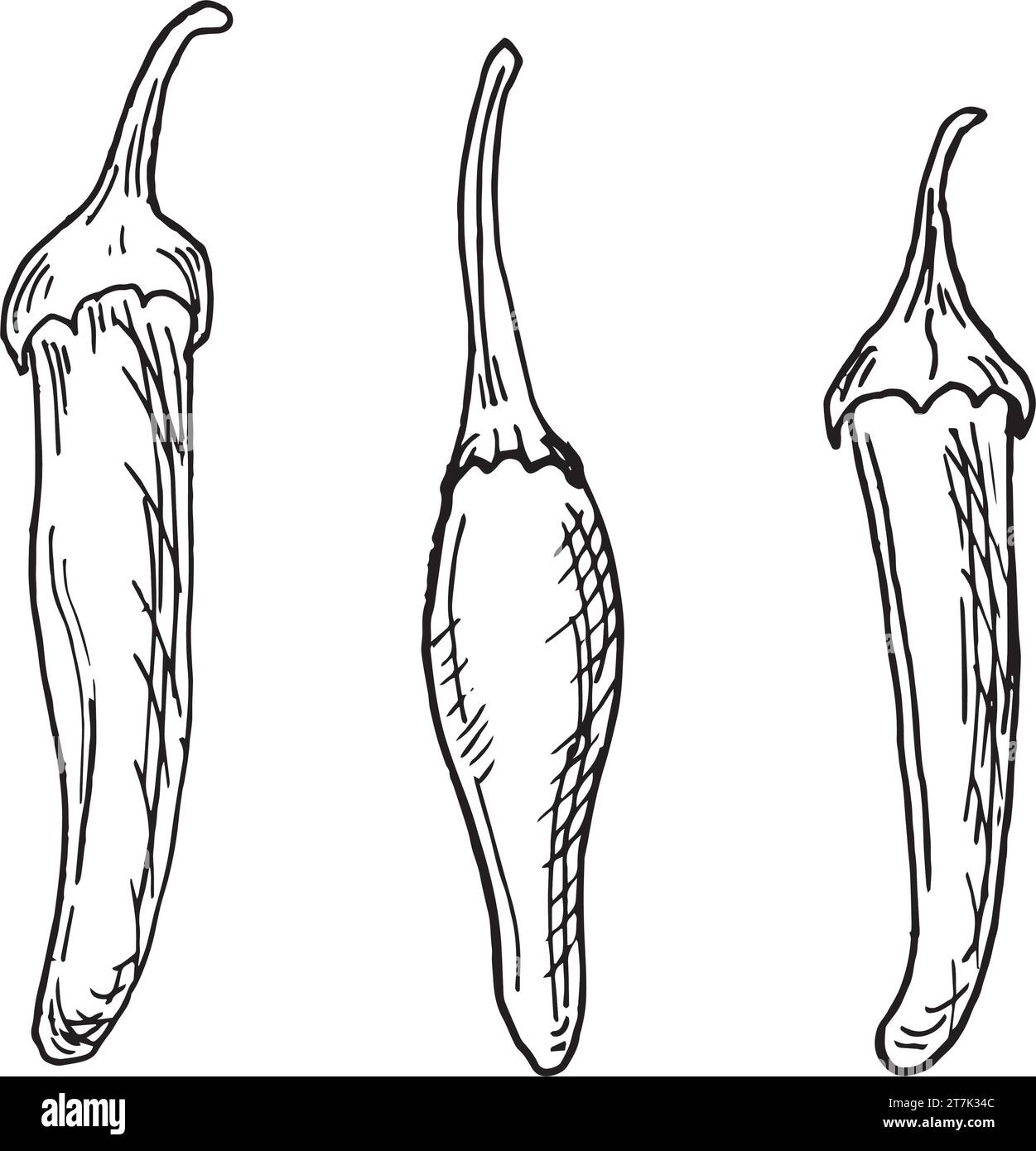 Illustration de vecteur de piment rouge tabasco isolé sur fond blanc. Poivre épicé à l'encre dessinée à la main. Graphique piment noir blanc. Élément de conception f Illustration de Vecteur