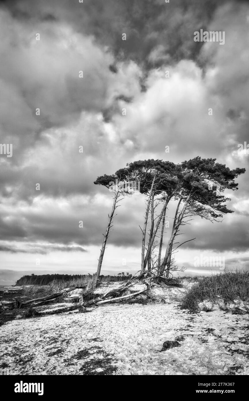 Plage ouest sur la mer Baltique en noir et blanc. Du vent, des pins penchés à la plage traversant dans les dunes. Vue sur la mer. Photo paysage Banque D'Images