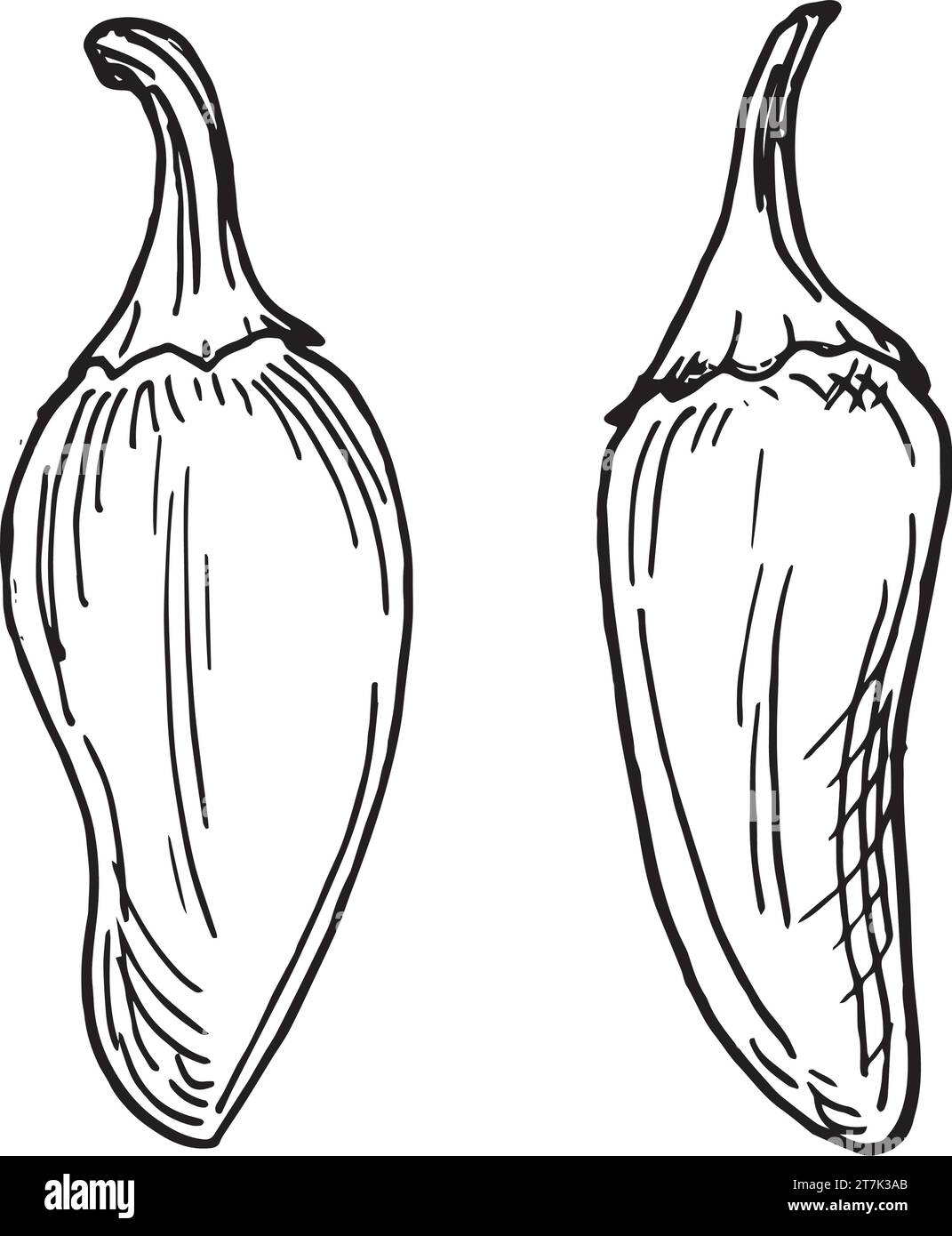 Illustration vectorielle de piments verts jalapeno isolé sur fond blanc. Encre tirée à la main au piment. Graphique piment noir blanc. Eleme de conception Illustration de Vecteur