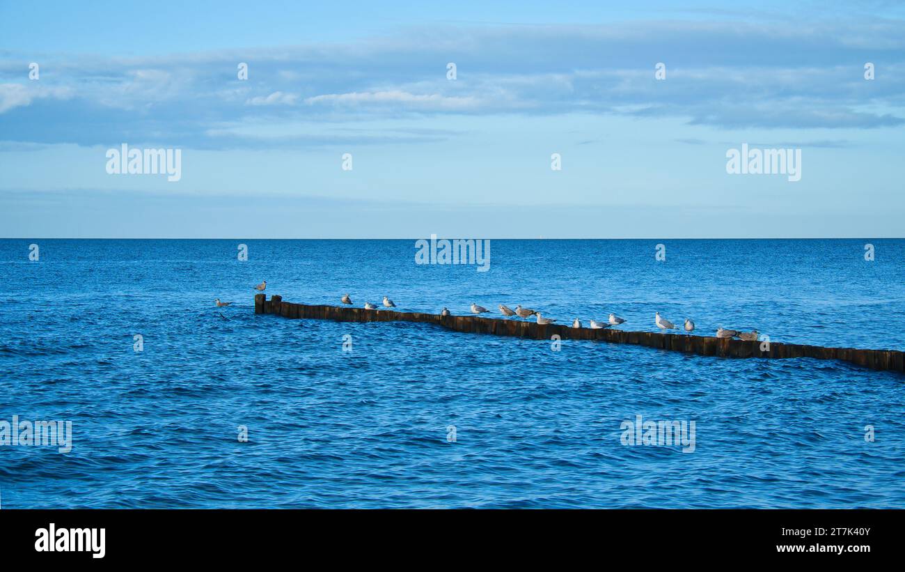 Mouettes sur un groyne dans la mer Baltique. Vagues et ciel bleu. Côte par la mer. Photo d'animal Banque D'Images