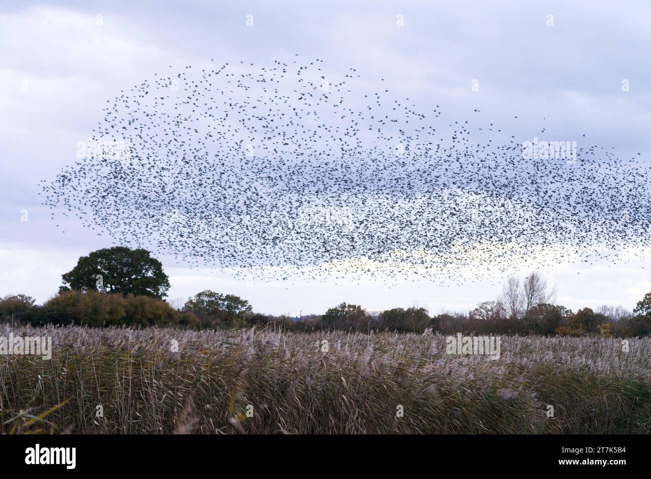 Starling Murmuration sur des lits de roseaux sur Otmoor Royaume-Uni Banque D'Images