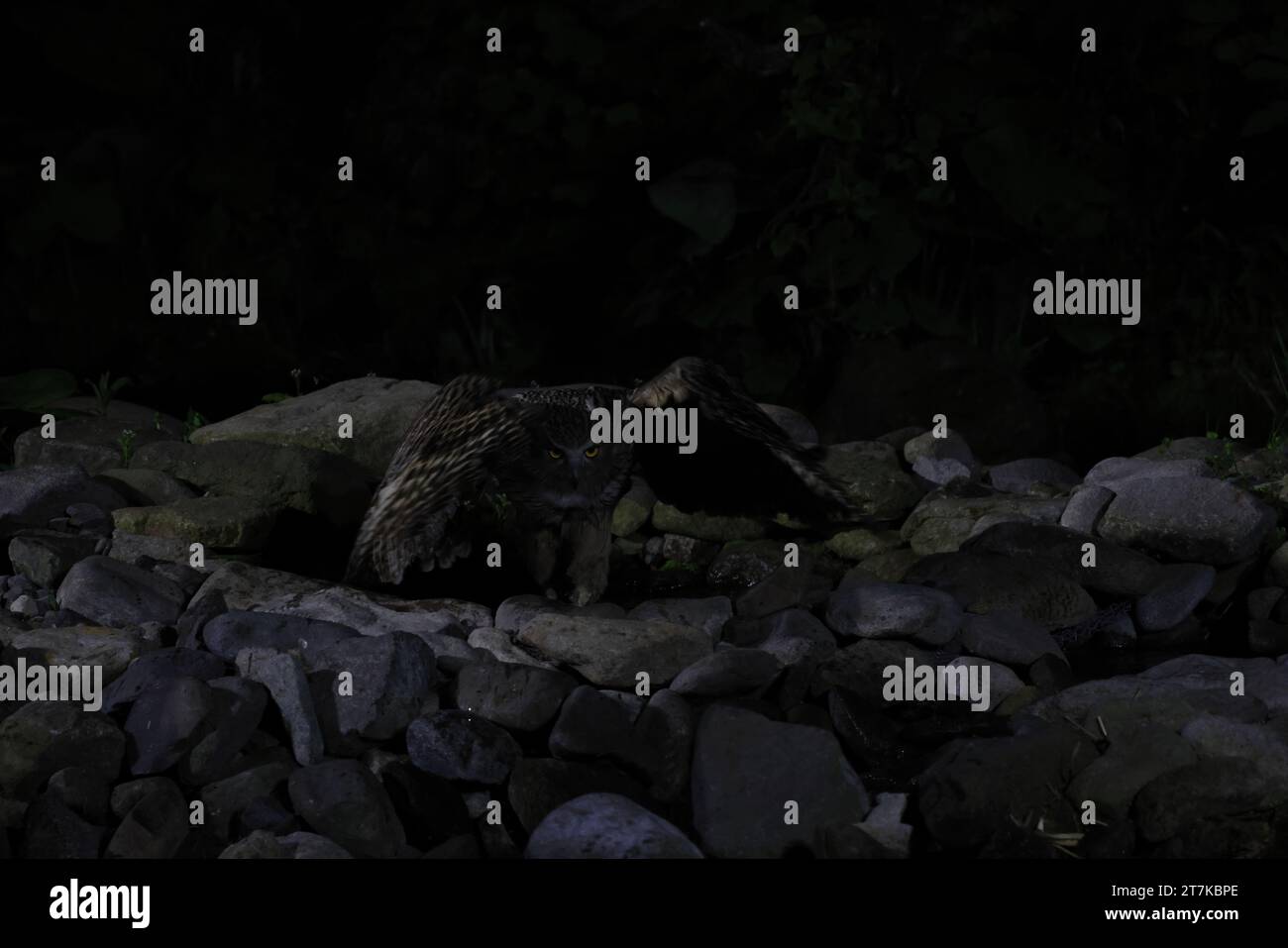 La chouette de poisson de Blakiston (Ketupa blakistoni) pêche la nuit Hokkaido Japon Banque D'Images