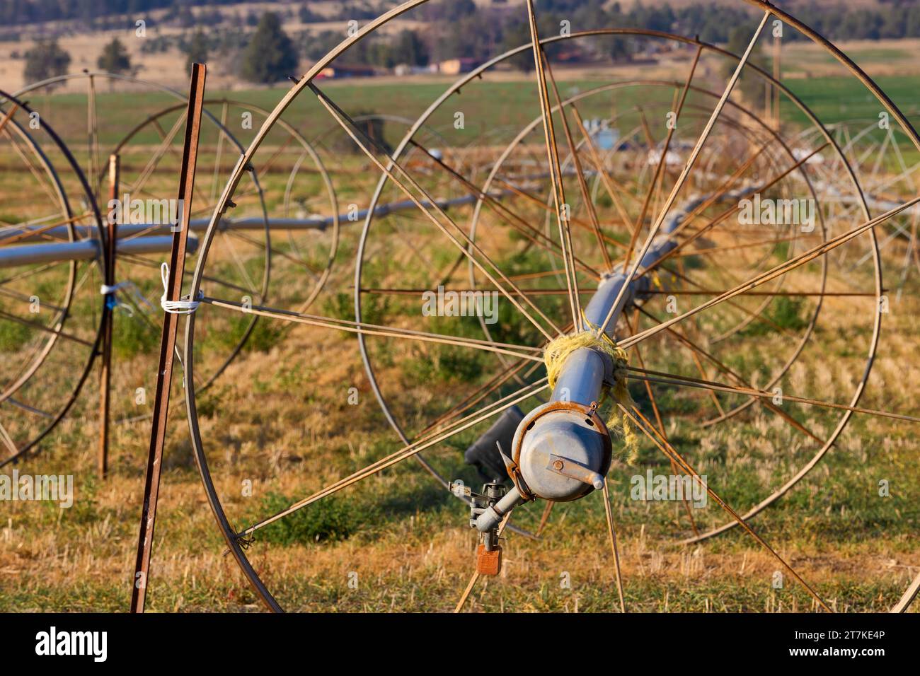 Une ligne de roue se trouve dans un champ de céréales déjà moissonné attaché à un poteau de clôture métallique pour l'empêcher de rouler en cas de vent. Banque D'Images