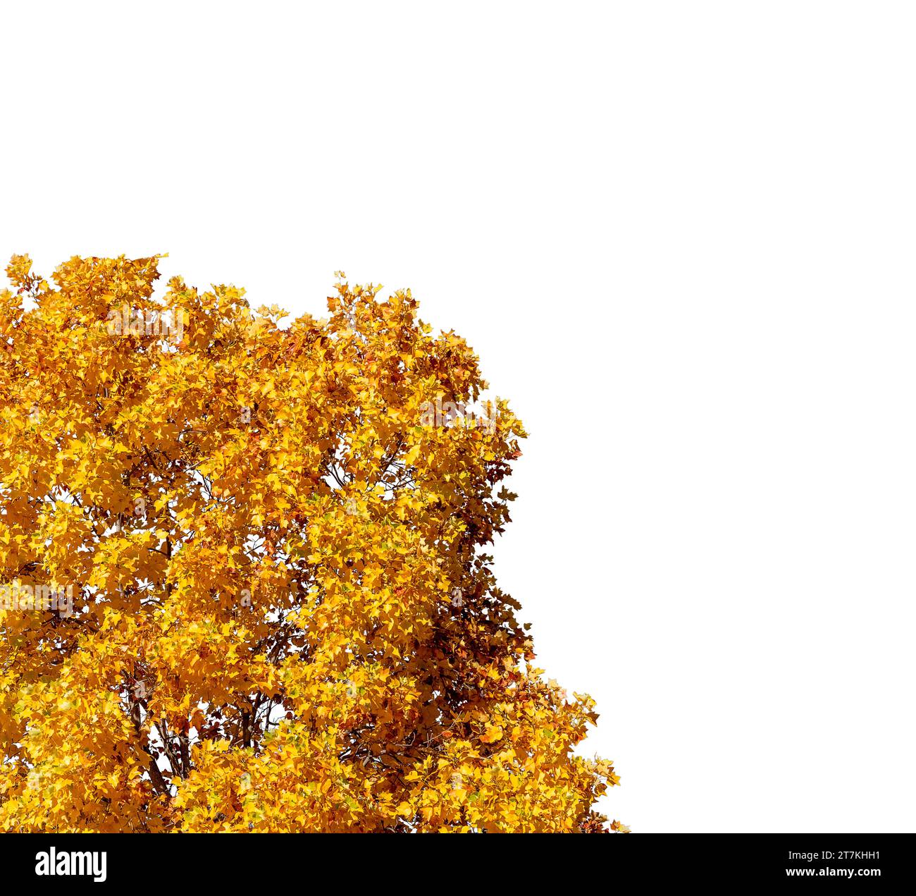 Feuilles jaunes sur les branches d'arbres en automne isolé sur blanc avec chemin de détourage inclus, ressource graphique pour les bordures et les cadres avec espace de copie Banque D'Images