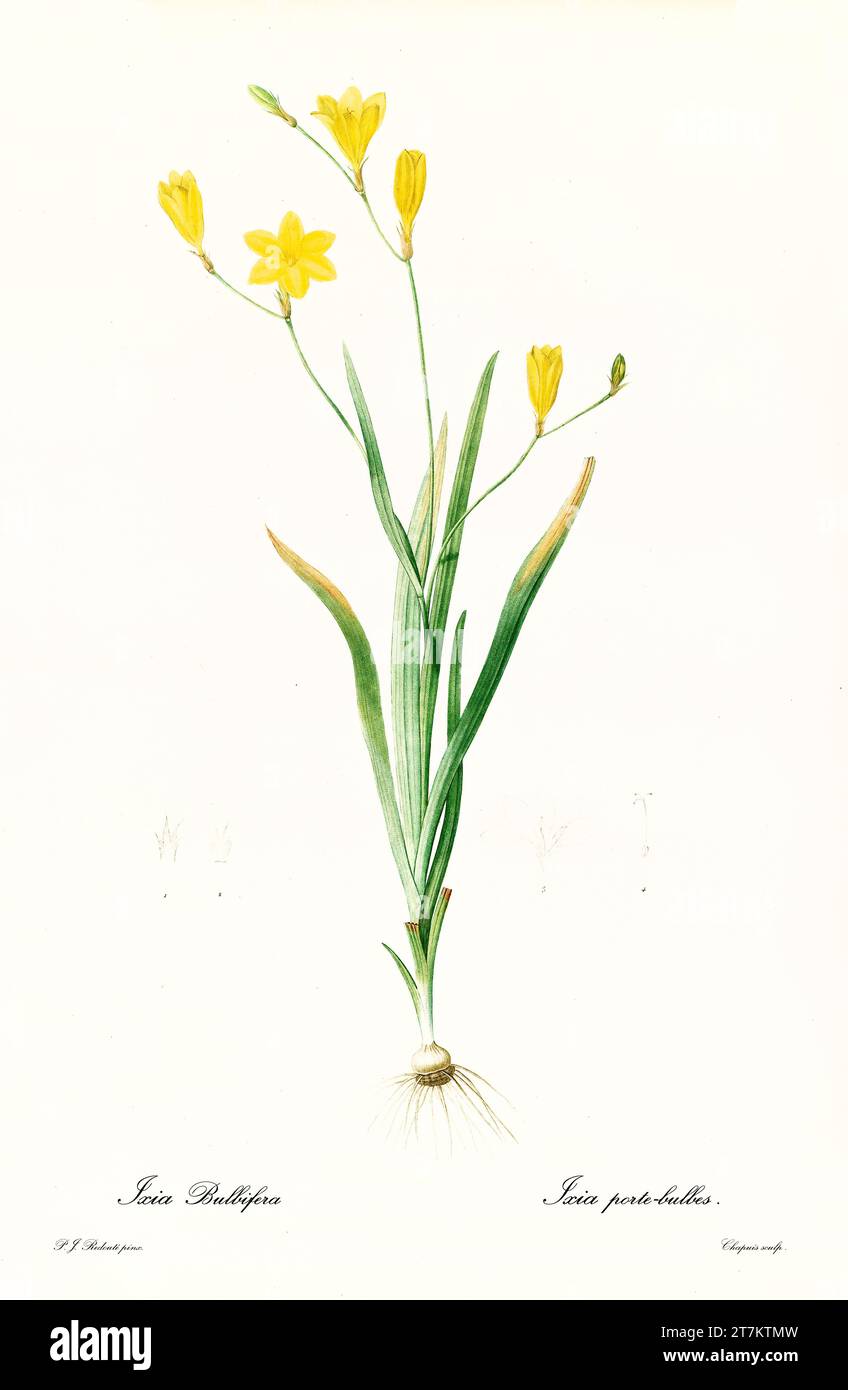 Ancienne illustration de la fleur d'arlequin (Sparaxis bulbifera). Les liacées, de P. J. redouté. Impr. Didot Jeune, Paris, 1805 - 1816 Banque D'Images