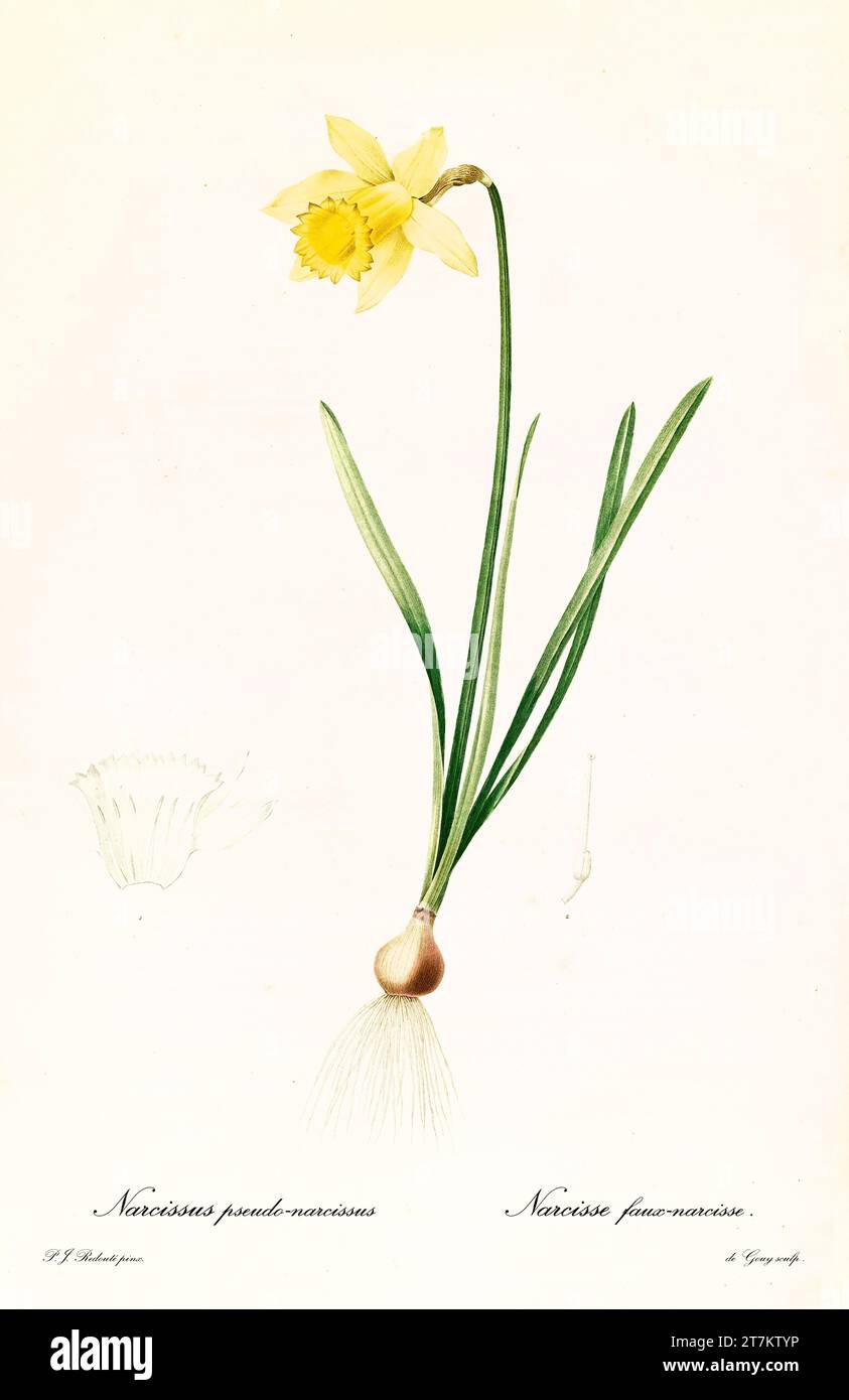 Illustration ancienne de la jonquille sauvage (Narcissus pseudonarcissus). Les liacées, de P. J. redouté. Impr. Didot Jeune, Paris, 1805 - 1816 Banque D'Images