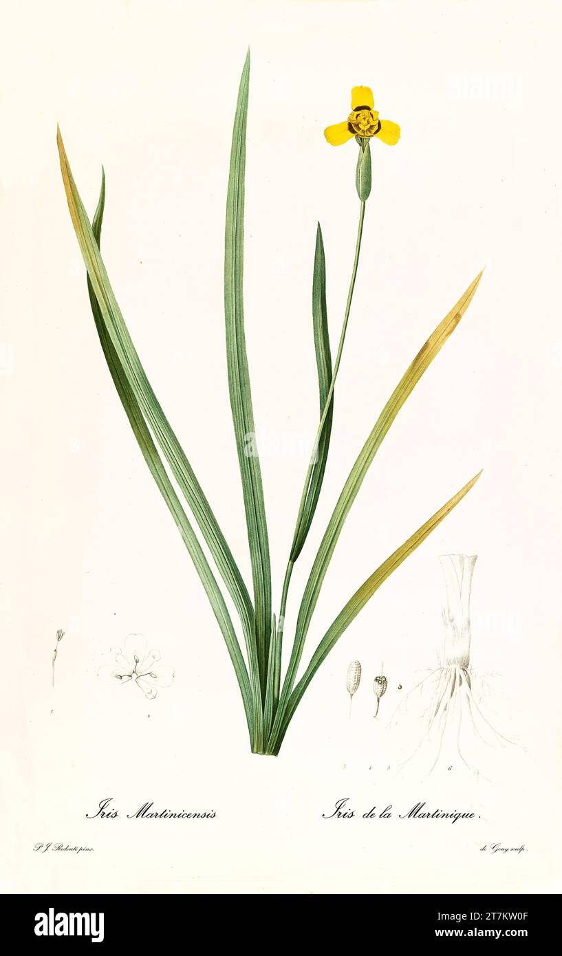 Illustration ancienne de la Martinique Trimezia (Trimezia martinicensis). Les liacées, de P. J. redouté. Impr. Didot Jeune, Paris, 1805 - 1816 Banque D'Images