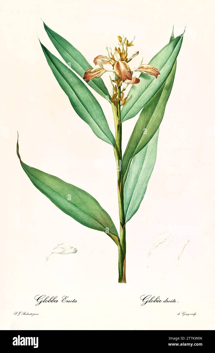 Ancienne illustration du gingembre serpentin (Alpinia calcarata). Les liacées, de P. J. redouté. Impr. Didot Jeune, Paris, 1805 - 1816 Banque D'Images