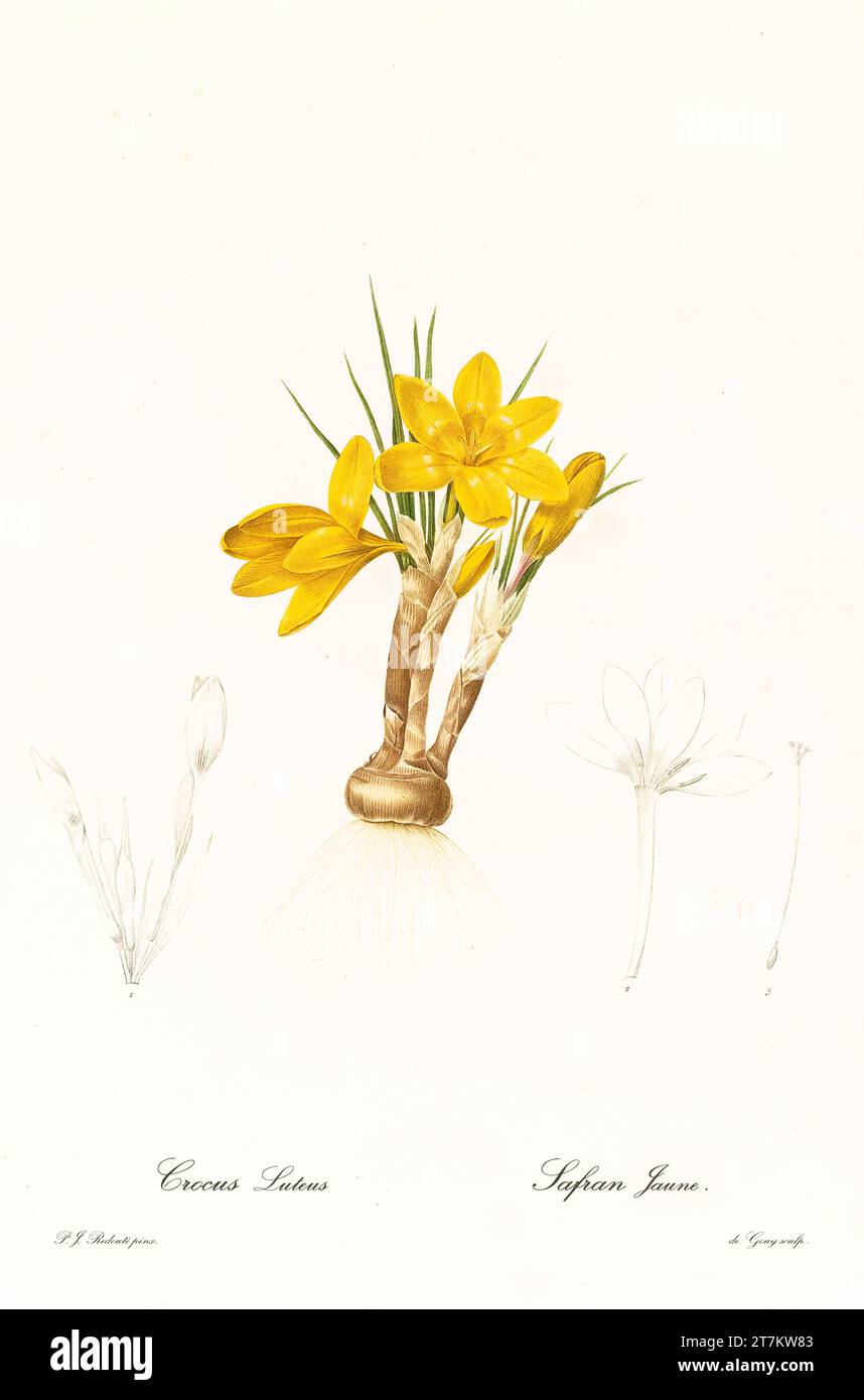 Ancienne illustration de Crocus jaune (Crocus flavus). Les liacées, de P. J. redouté. Impr. Didot Jeune, Paris, 1805 - 1816 Banque D'Images