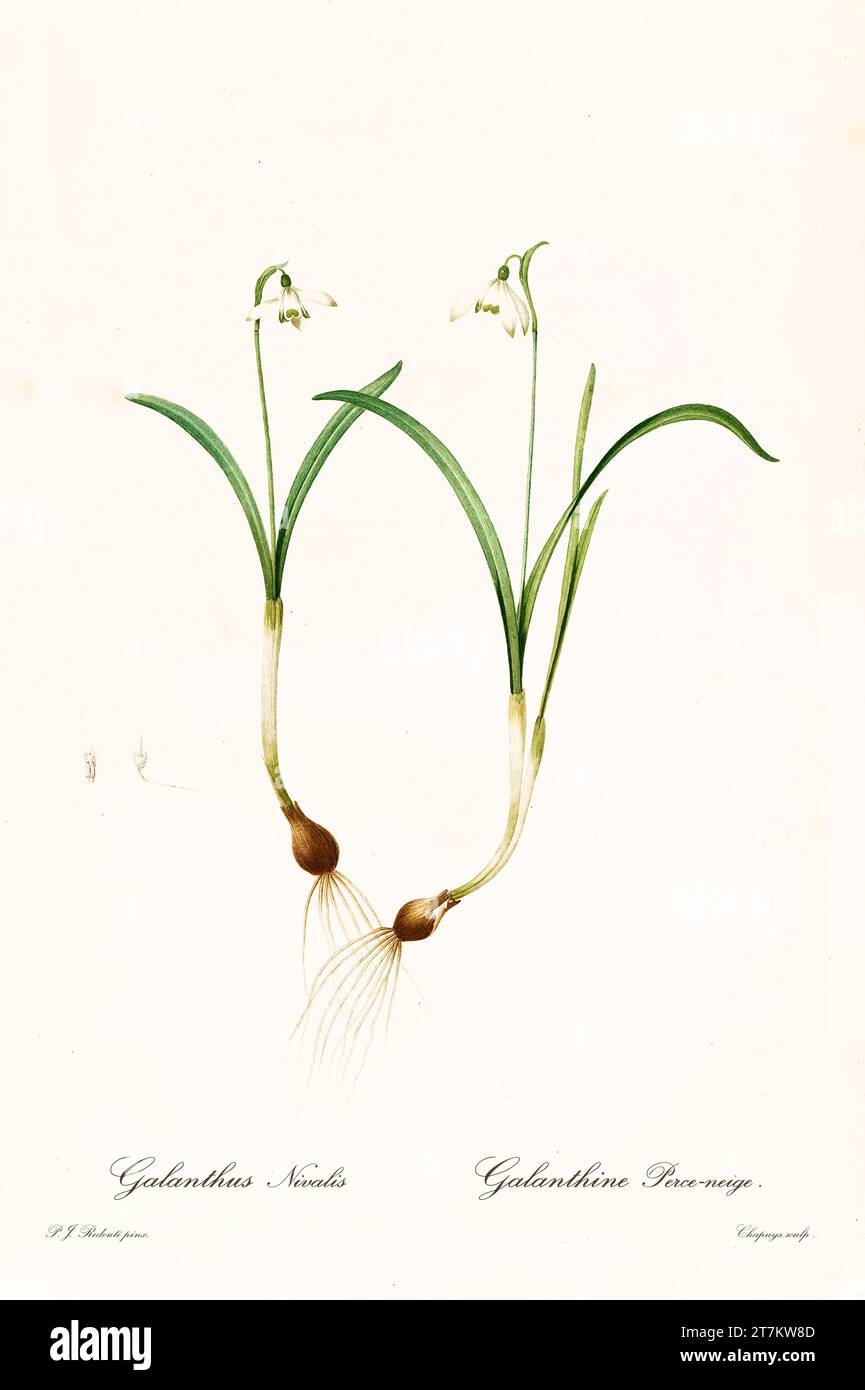 Ancienne illustration de Galanthus NIVals. Les liacées, de P. J. redouté. Impr. Didot Jeune, Paris, 1805 - 1816 Banque D'Images