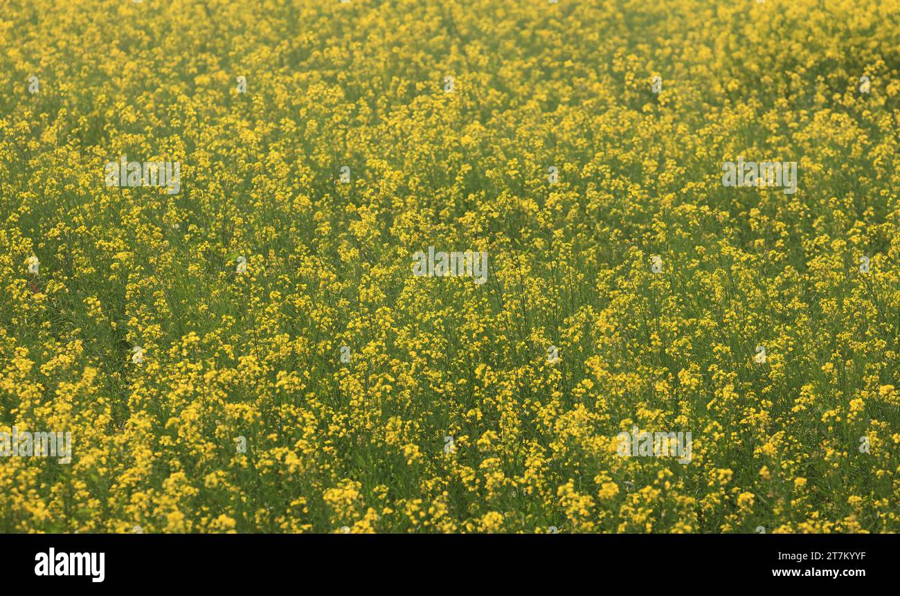 Champ de moutarde au bangladesh.cette photo a été prise de khulna, Bangladesh. Banque D'Images