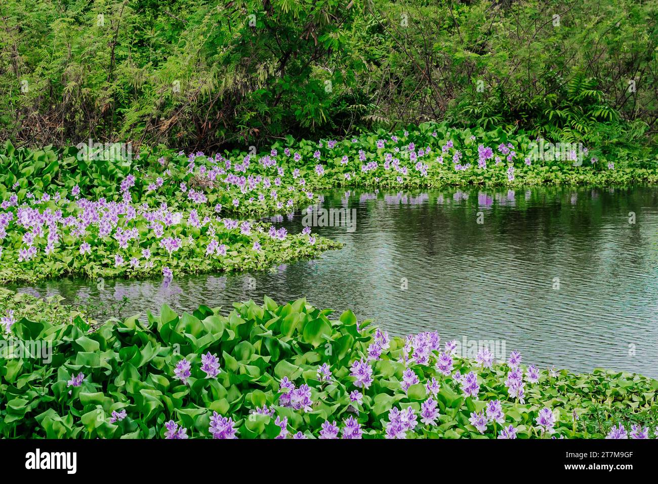 Beau paysage d'été fleurs violettes autour du lac, endroit calme magique, énergie de la nature Banque D'Images