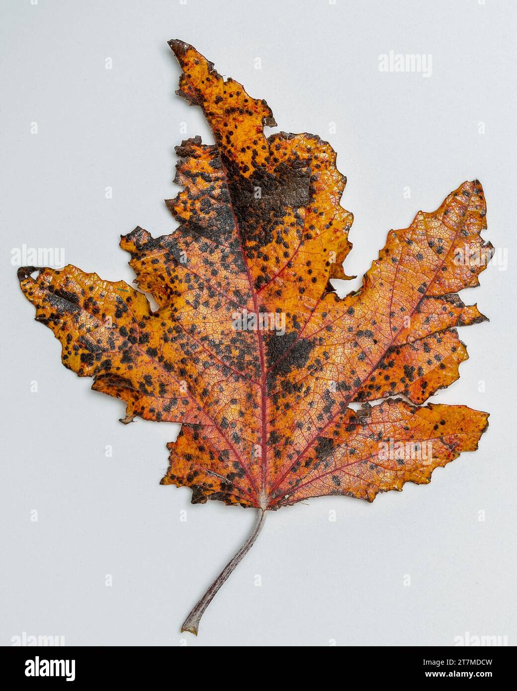 Une feuille de peuplier tombée en automne avec des couleurs saisonnières typiques, isolée sur un fond blanc Banque D'Images