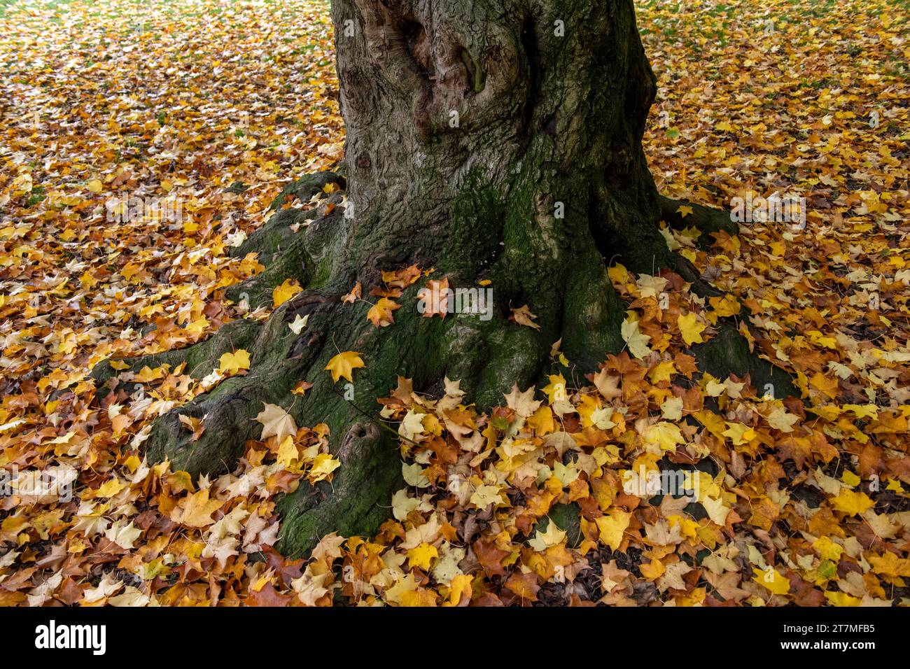 Paysage d'automne avec des arbres Banque D'Images
